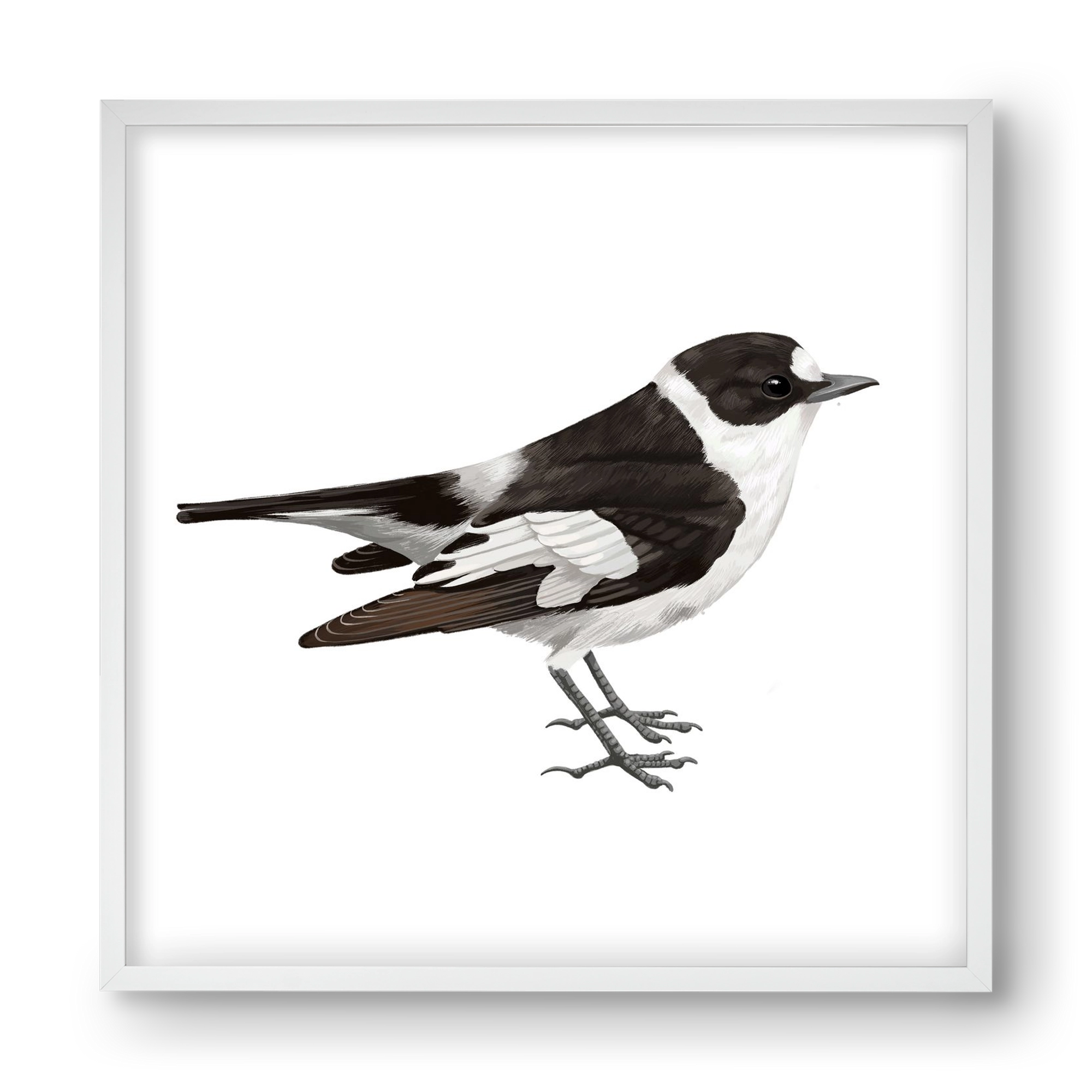 Örvös légykapó , 40x40 cm (40x40 cm), Fehér keret