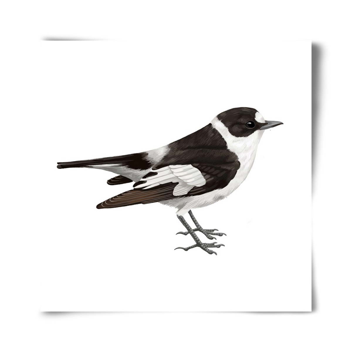 Örvös légykapó , 40x40 cm, Keret nélkül