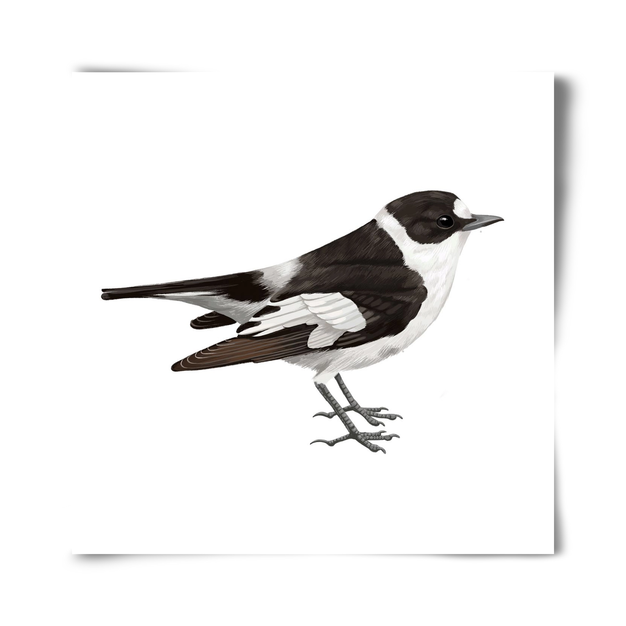 Örvös légykapó , 40x40 cm, Keret nélkül