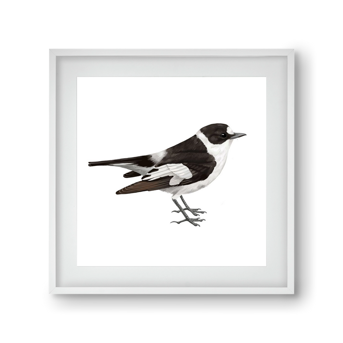 Örvös légykapó , 30x30 cm (20x20 cm), Fehér keret, paszpartuval