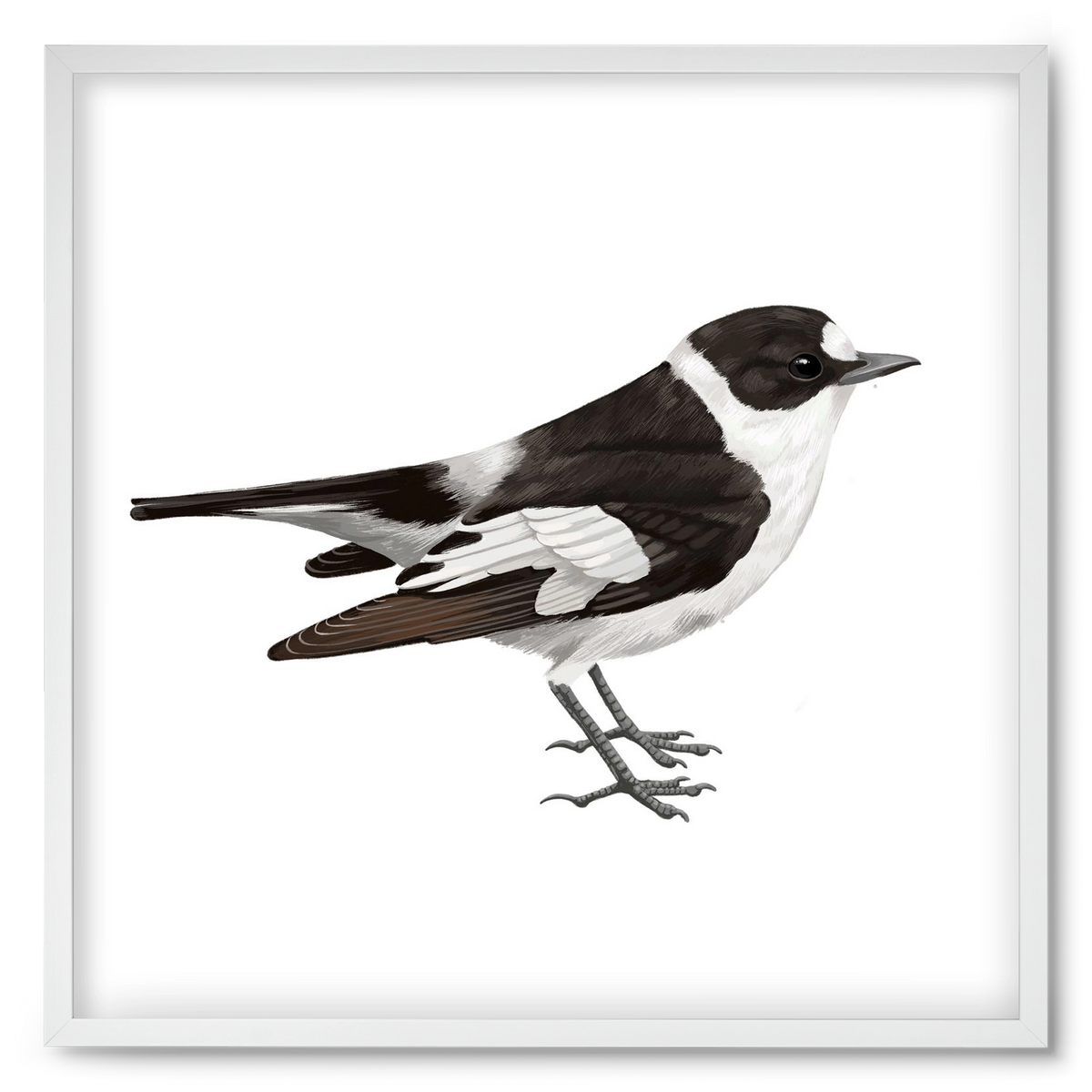 Örvös légykapó , 50x50 cm (50x50 cm), Fehér keret