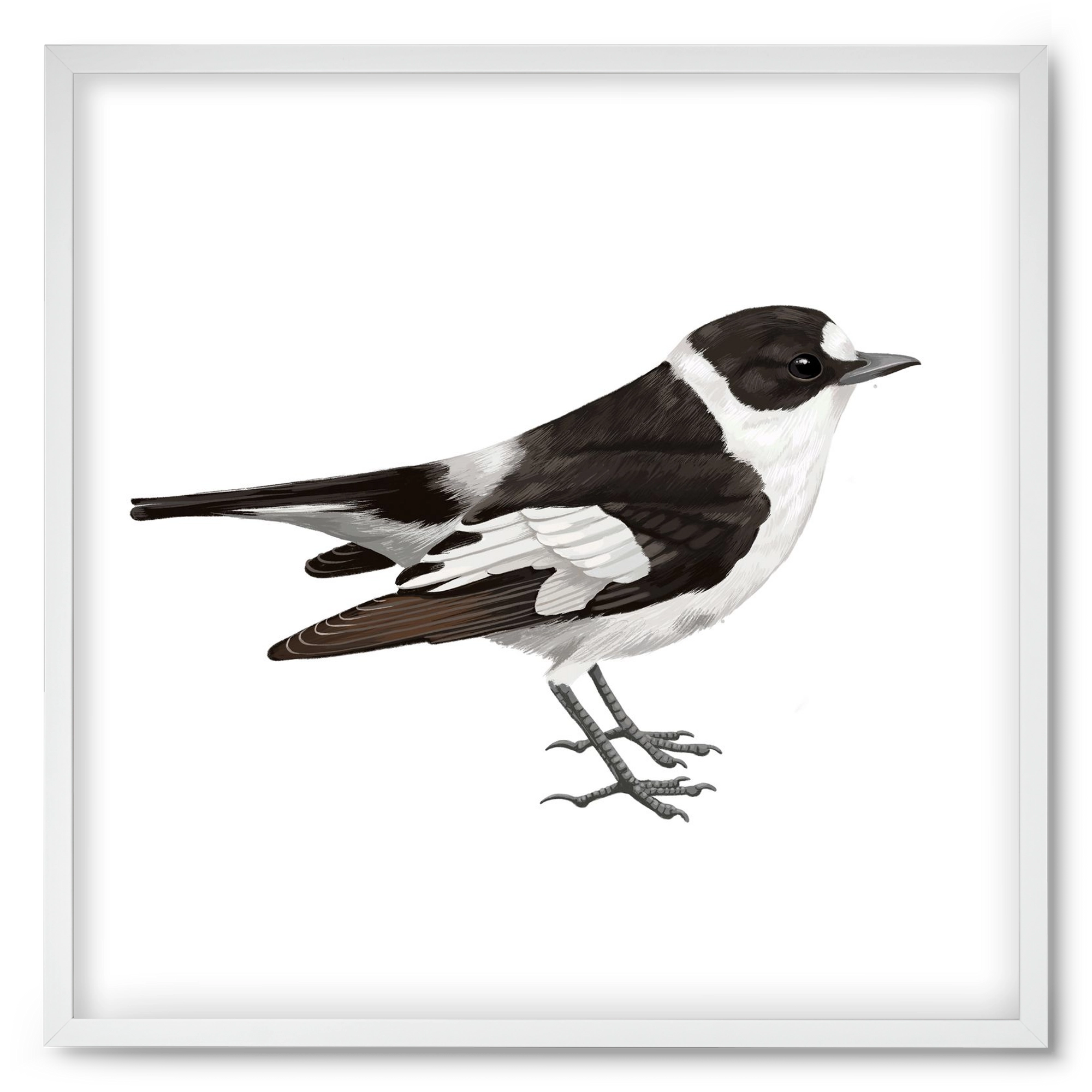 Örvös légykapó , 50x50 cm (50x50 cm), Fehér keret