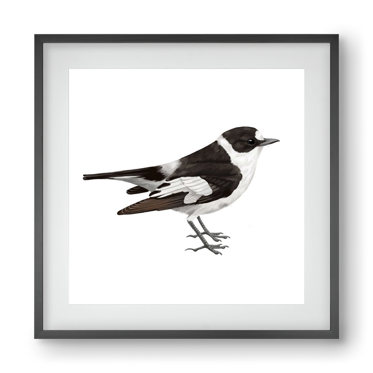 Örvös légykapó , 40x40 cm (30x30 cm), Fekete keret, paszpartuval