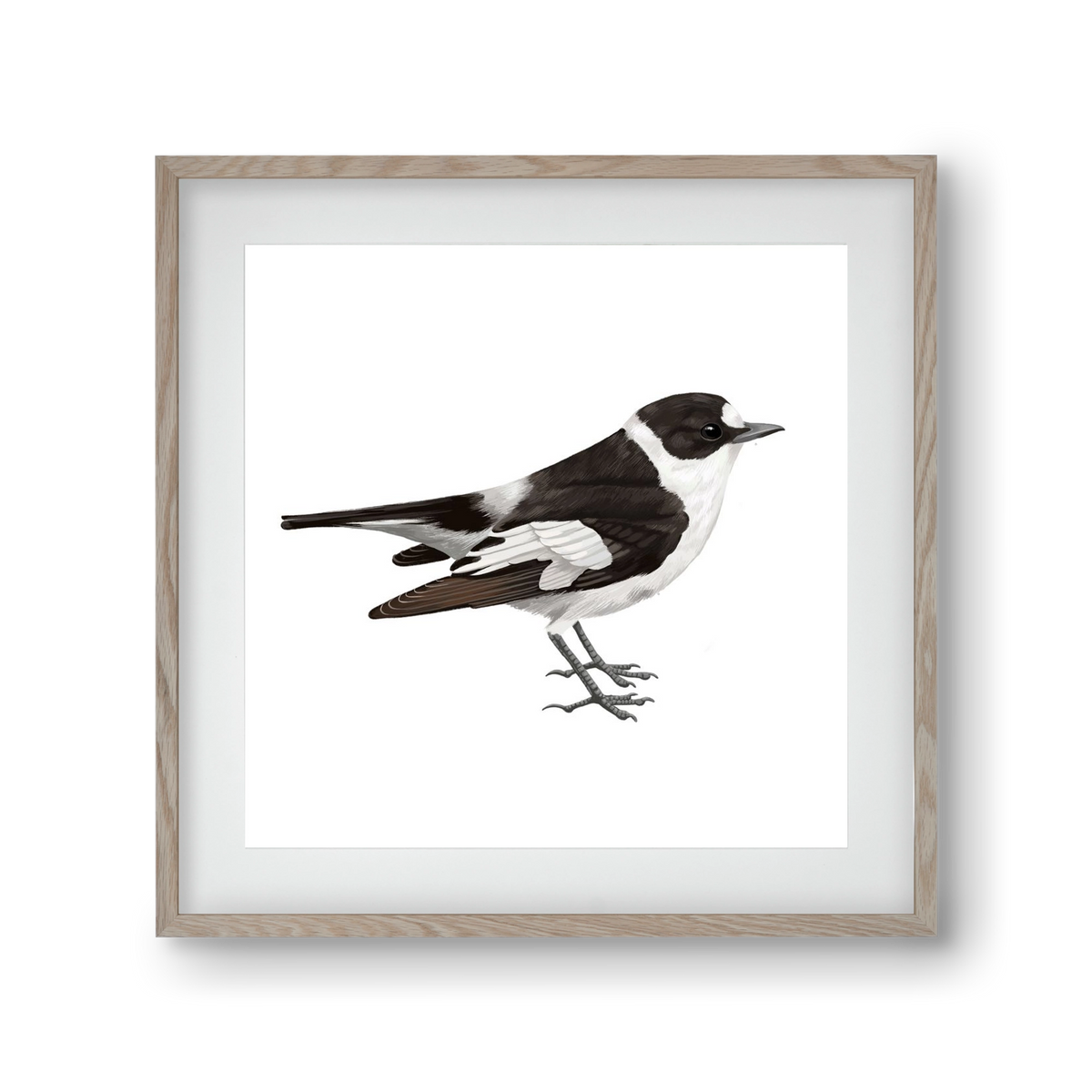 Örvös légykapó , 30x30 cm (20x20 cm), Tölgy keret, paszpartuval