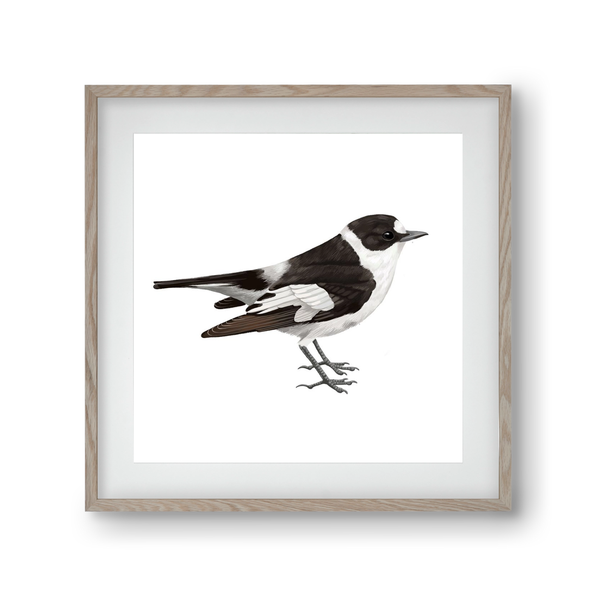 Örvös légykapó , 30x30 cm (20x20 cm), Tölgy keret, paszpartuval