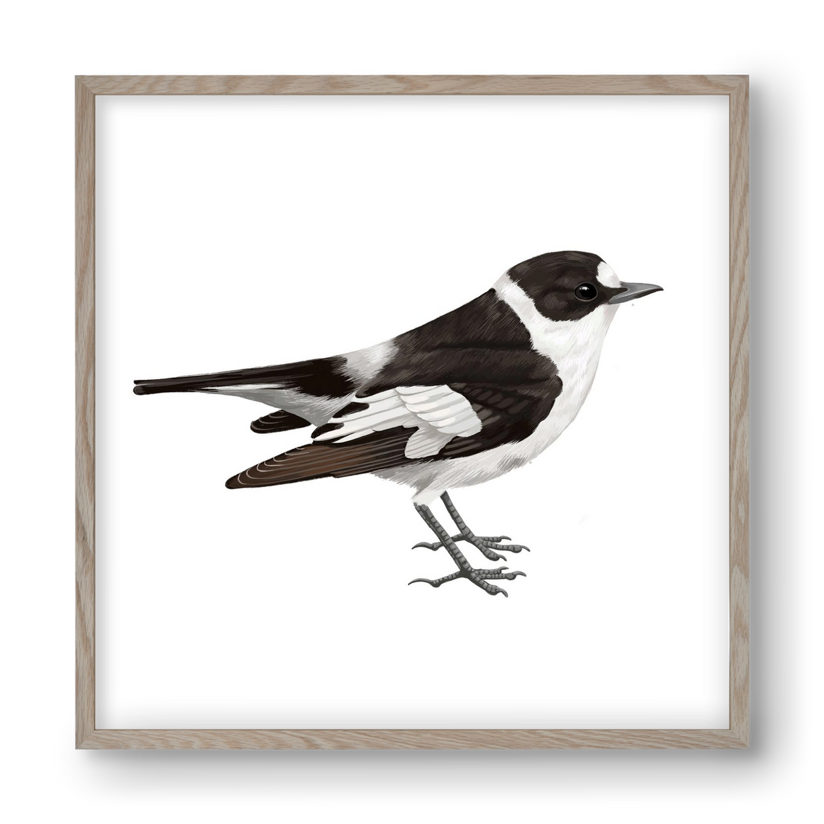 Örvös légykapó , 40x40 cm (40x40 cm), Tölgy keret