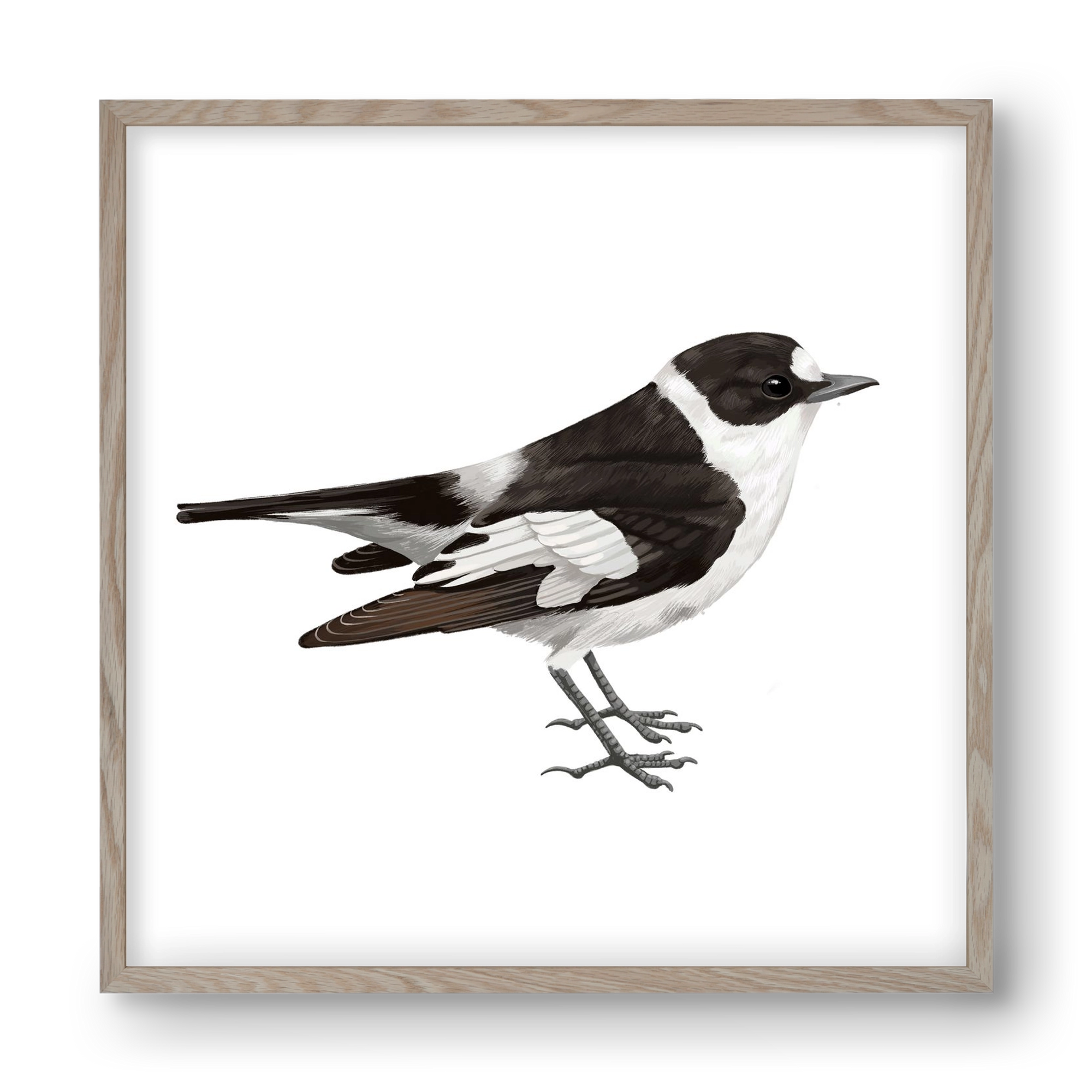 Örvös légykapó , 40x40 cm (40x40 cm), Tölgy keret