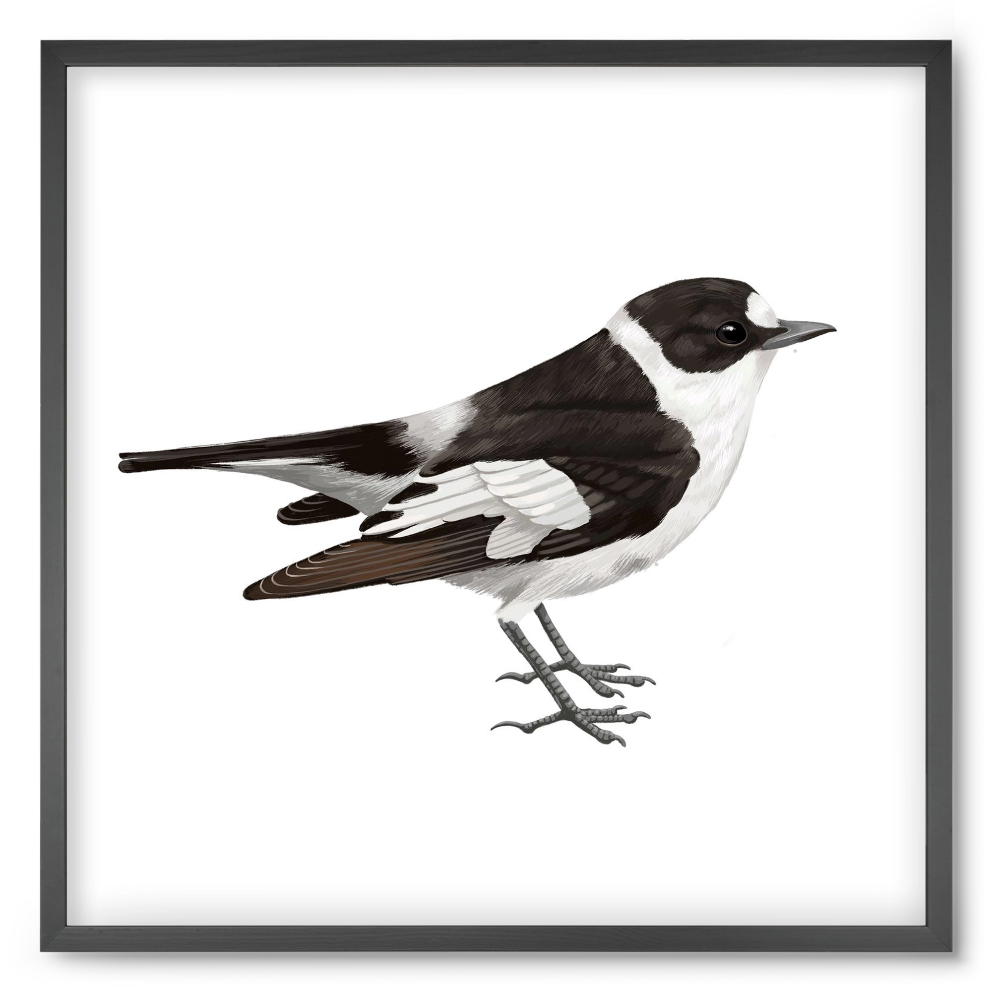 Örvös légykapó , 50x50 cm (50x50 cm), Fekete keret