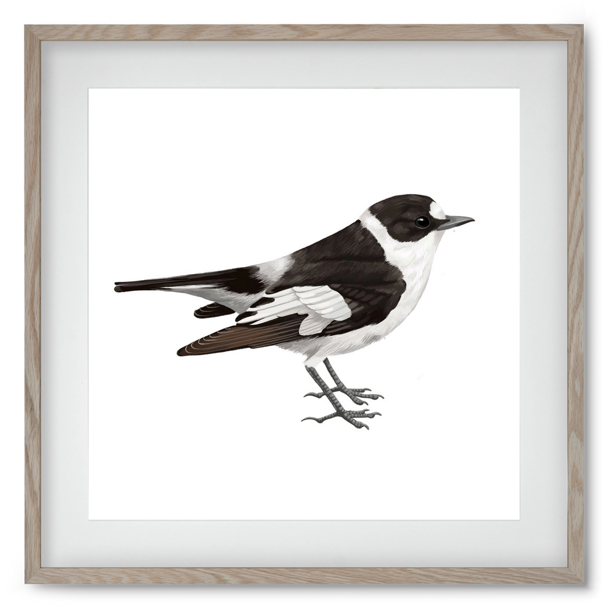 Örvös légykapó , 50x50 cm (40x40 cm), Tölgy keret, paszpartuval