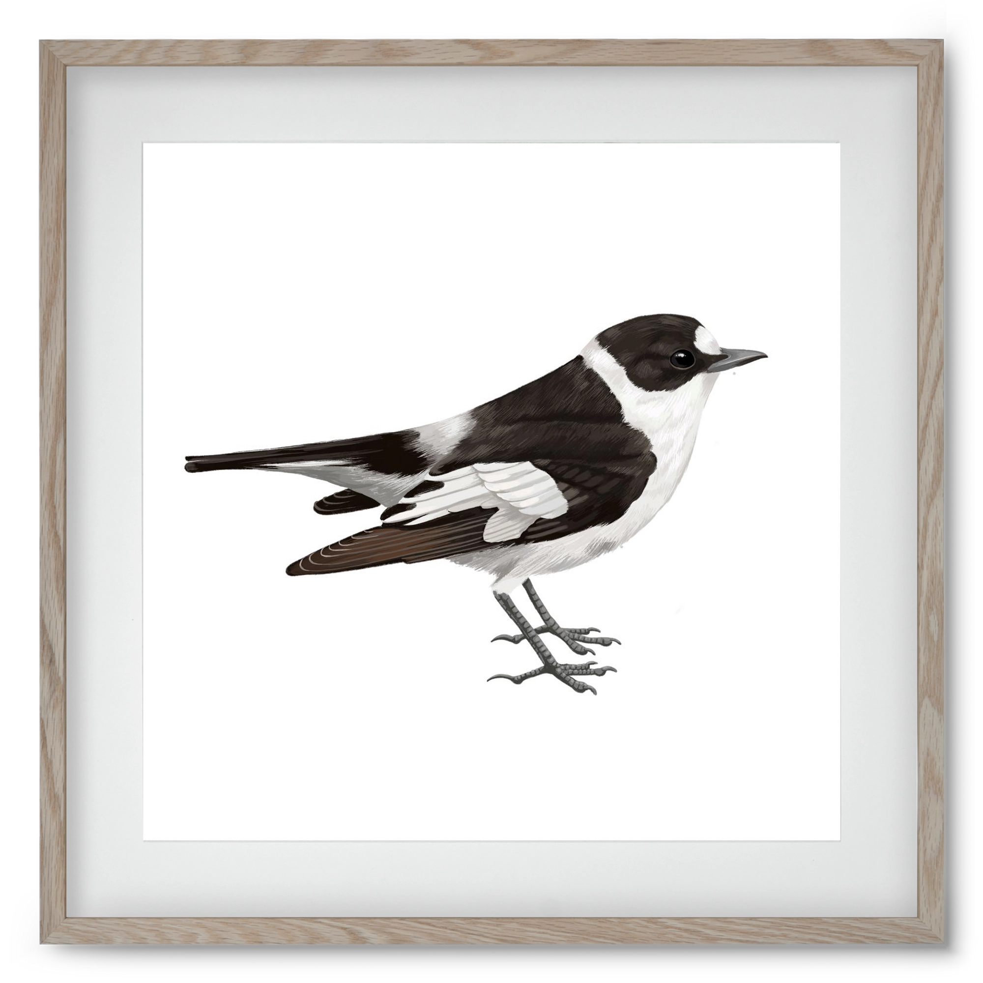 Örvös légykapó , 50x50 cm (40x40 cm), Tölgy keret, paszpartuval