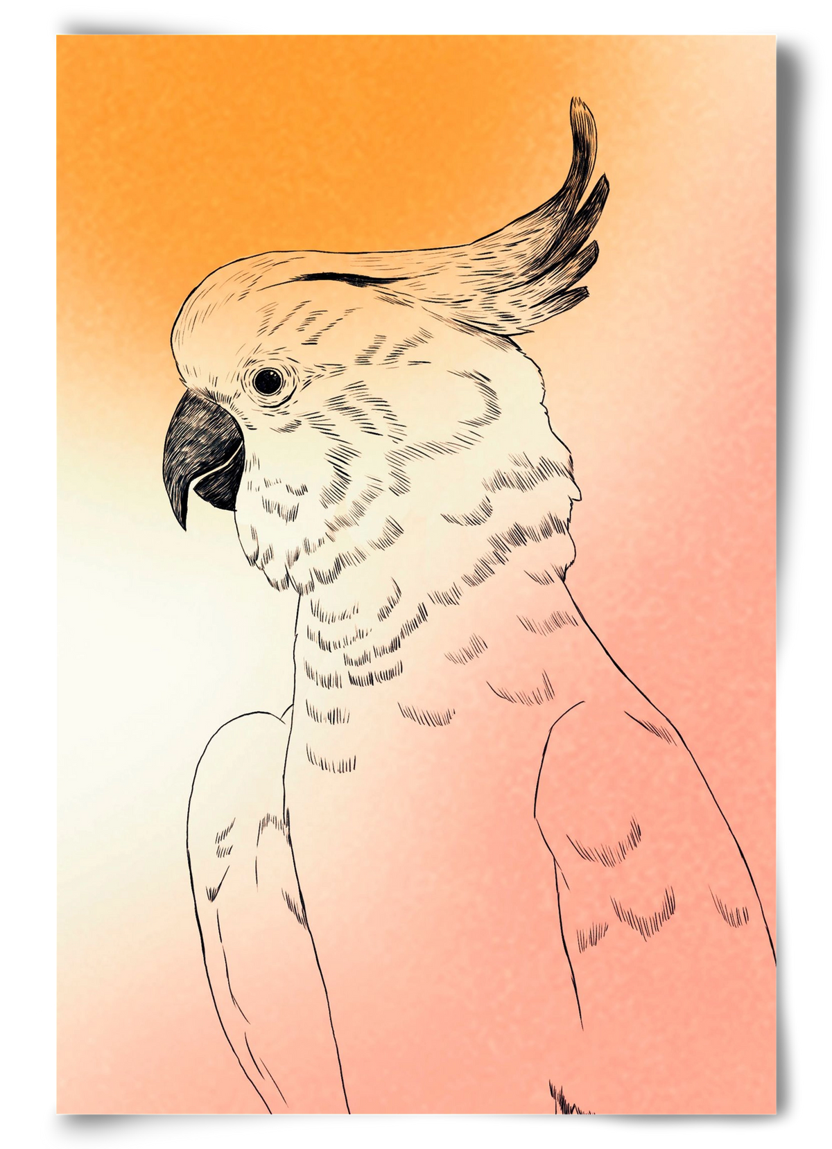 Kakadu, 60x90 cm, Keret nélkül