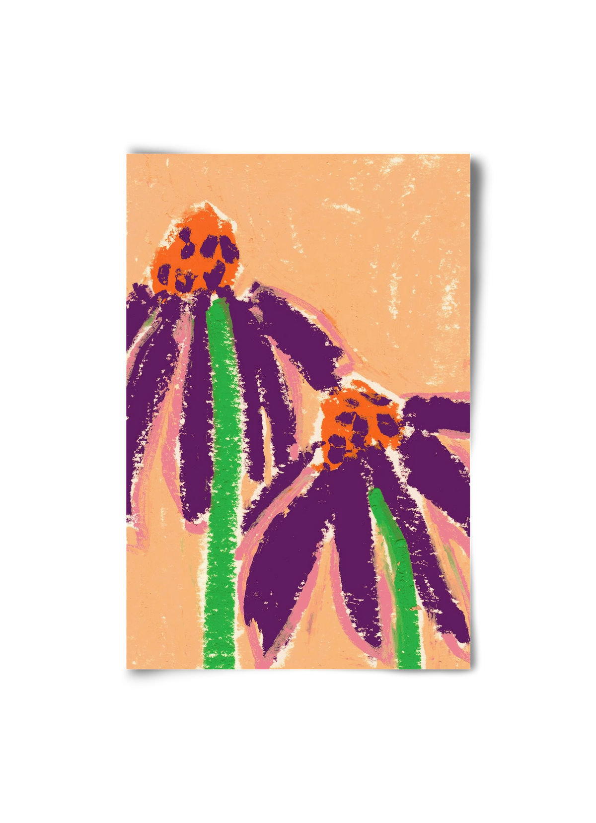 Echinacea, 20x30 cm, Keret nélkül