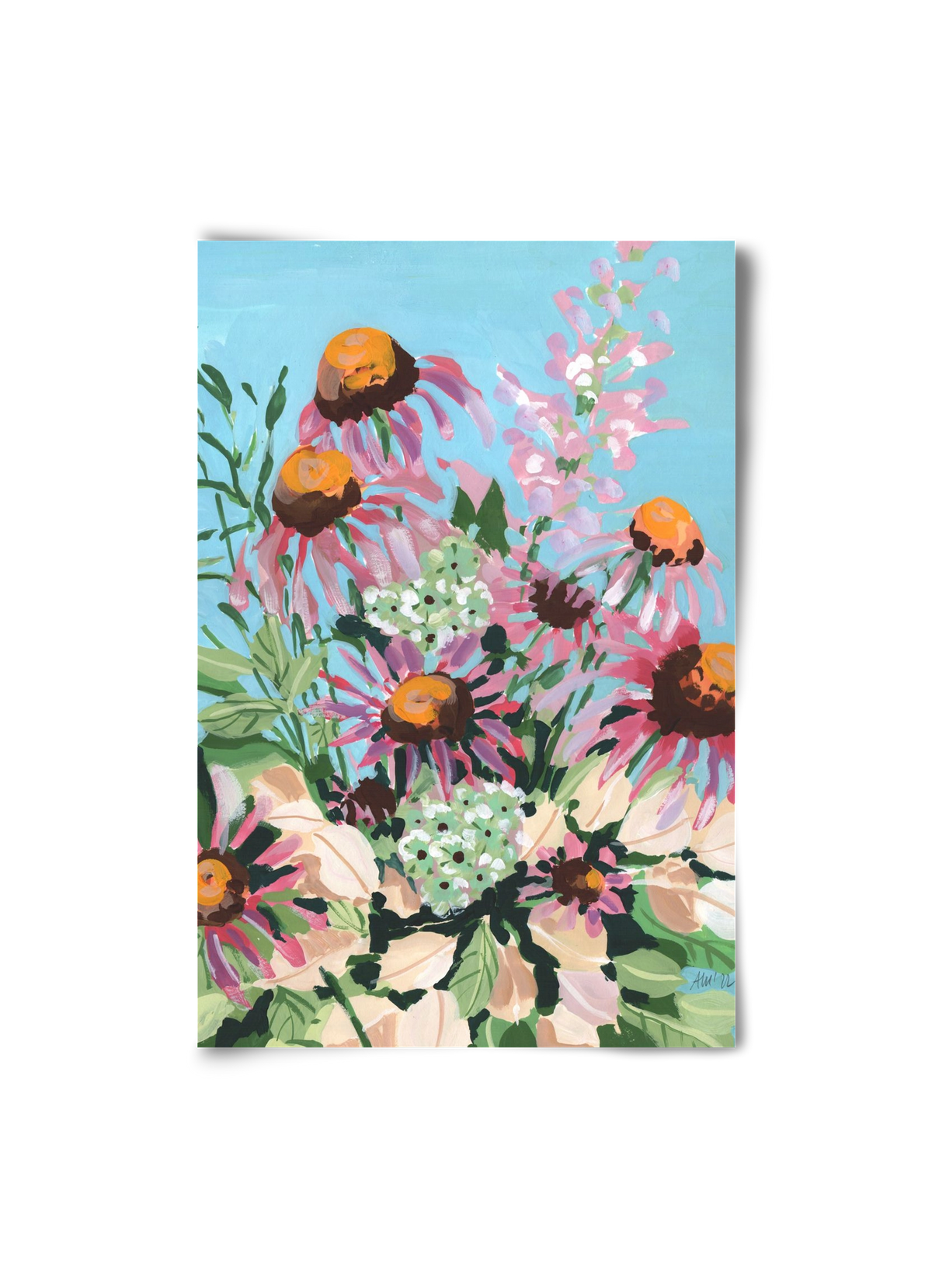 Echinacea purpurea, 20x30 cm, Keret nélkül