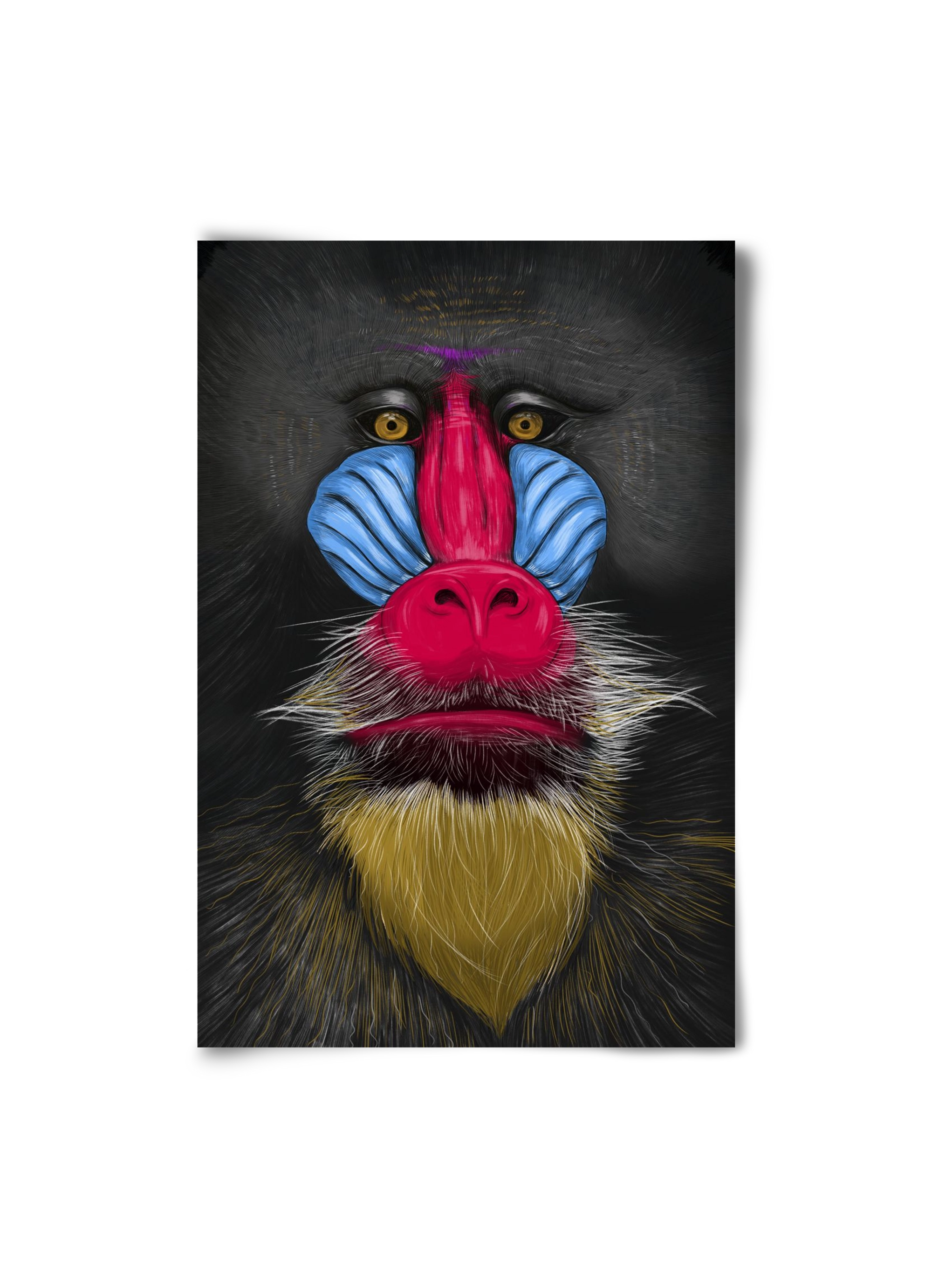 Monkey illustration, 20x30 cm, Keret nélkül