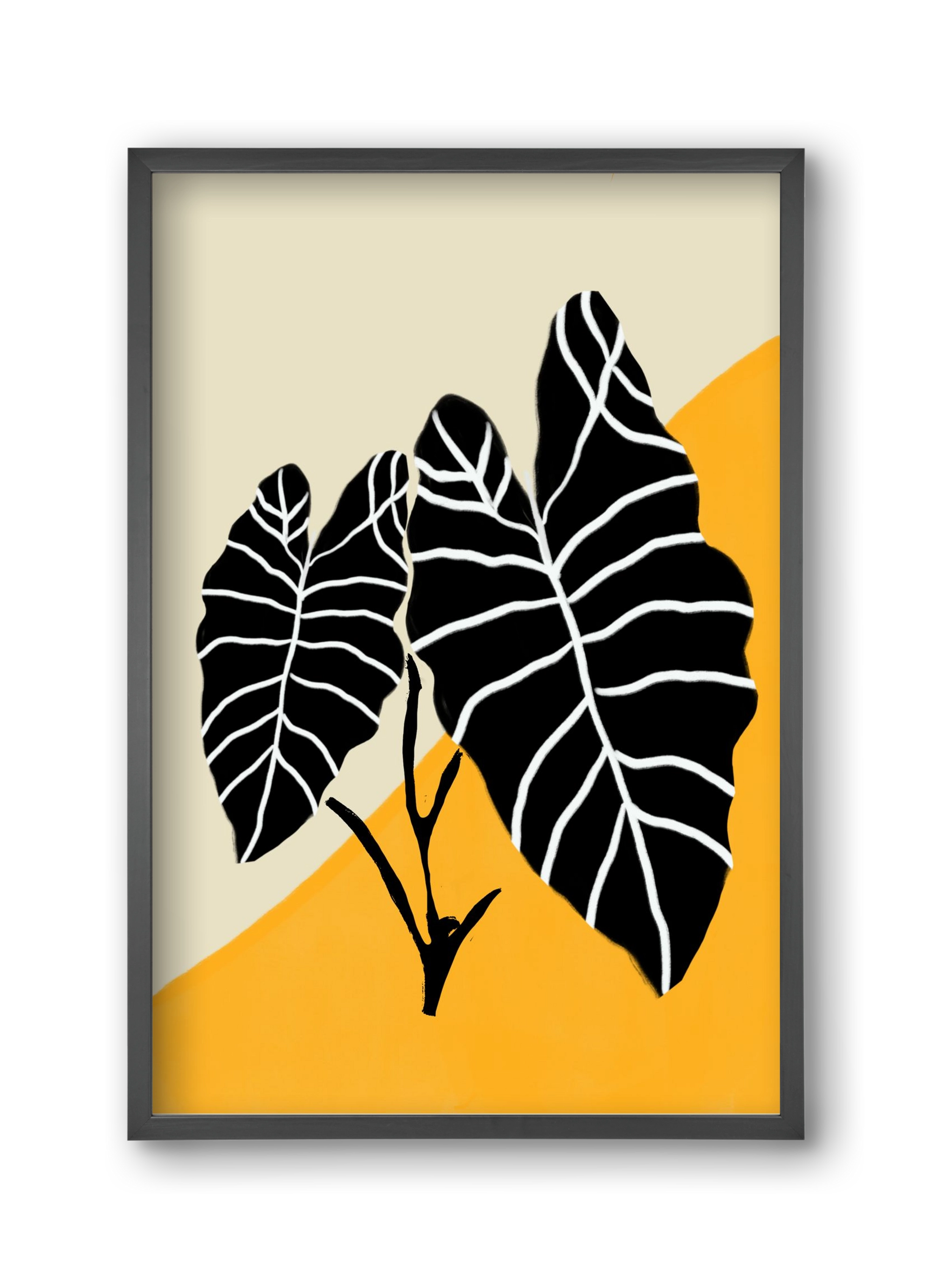 Alocasia , 30x45 cm (30x45 cm), Fekete keret