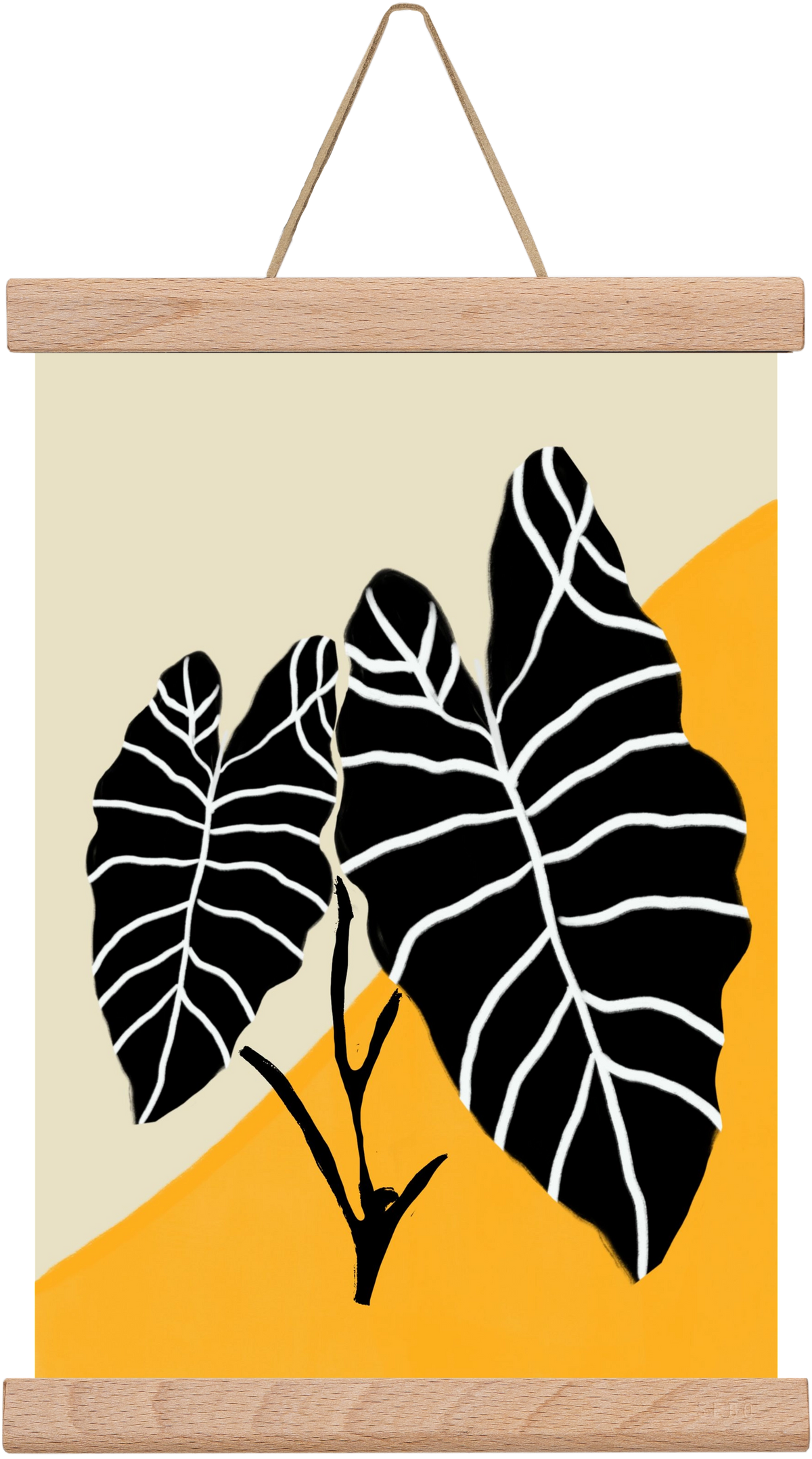 Alocasia , 20x30 cm (20x30 cm), Tölgy akasztó