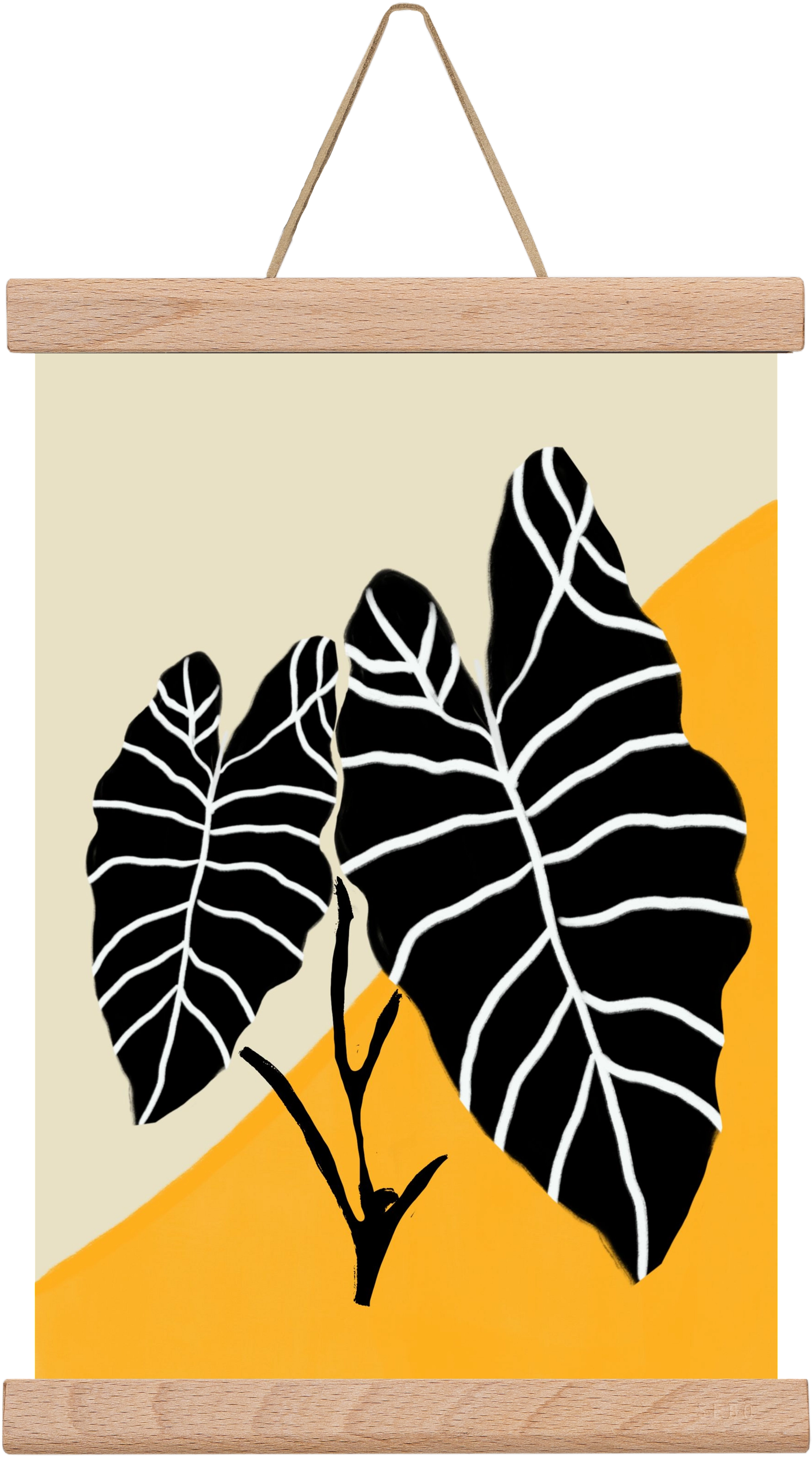 Alocasia , 20x30 cm (20x30 cm), Tölgy akasztó