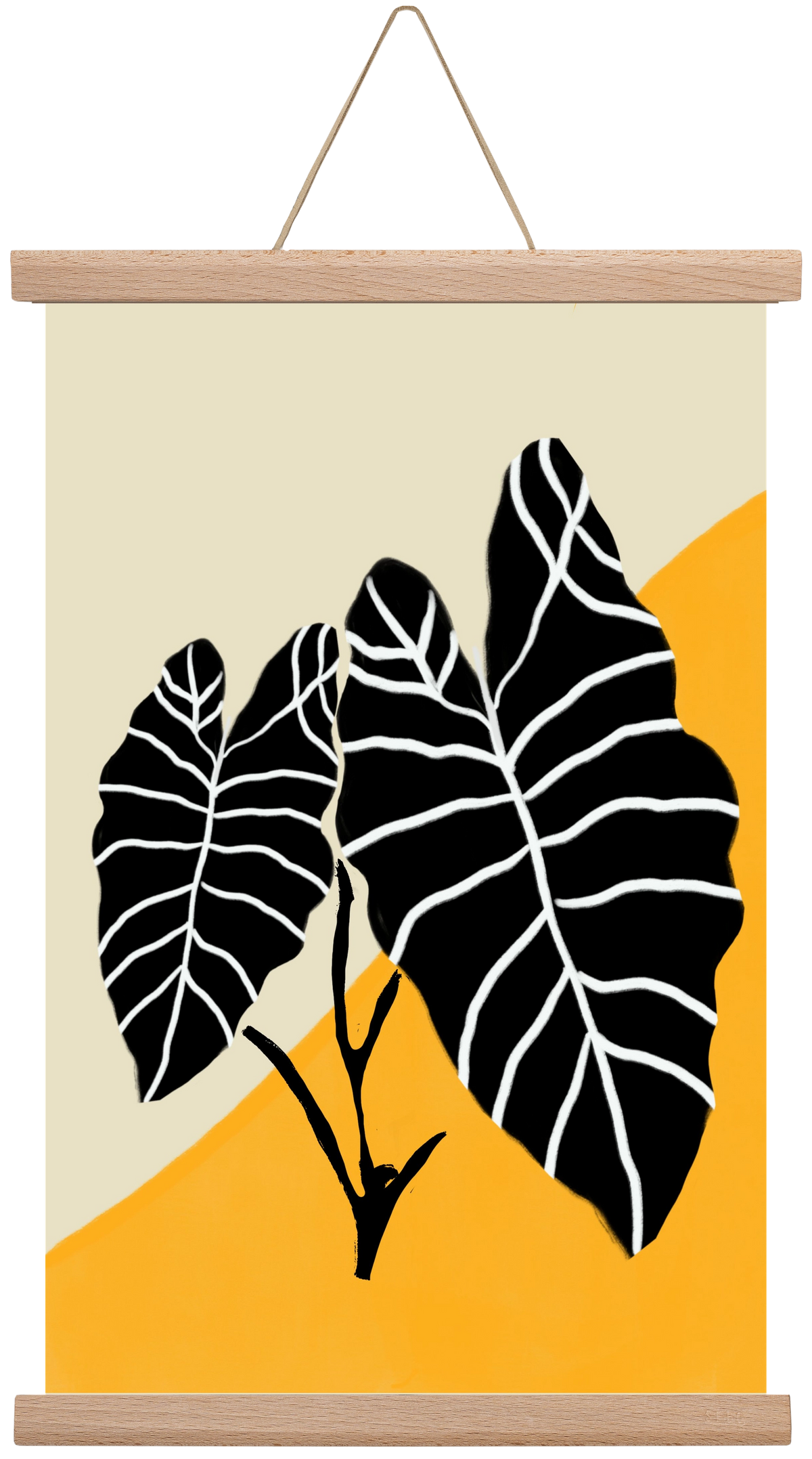 Alocasia , 30x45 cm (30x45 cm), Tölgy akasztó