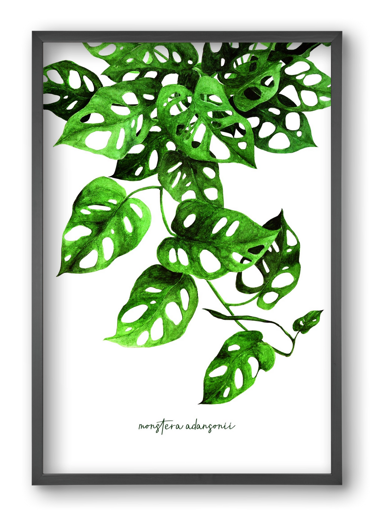monstera adansonii, 40x60 cm (40x60 cm), Fekete keret