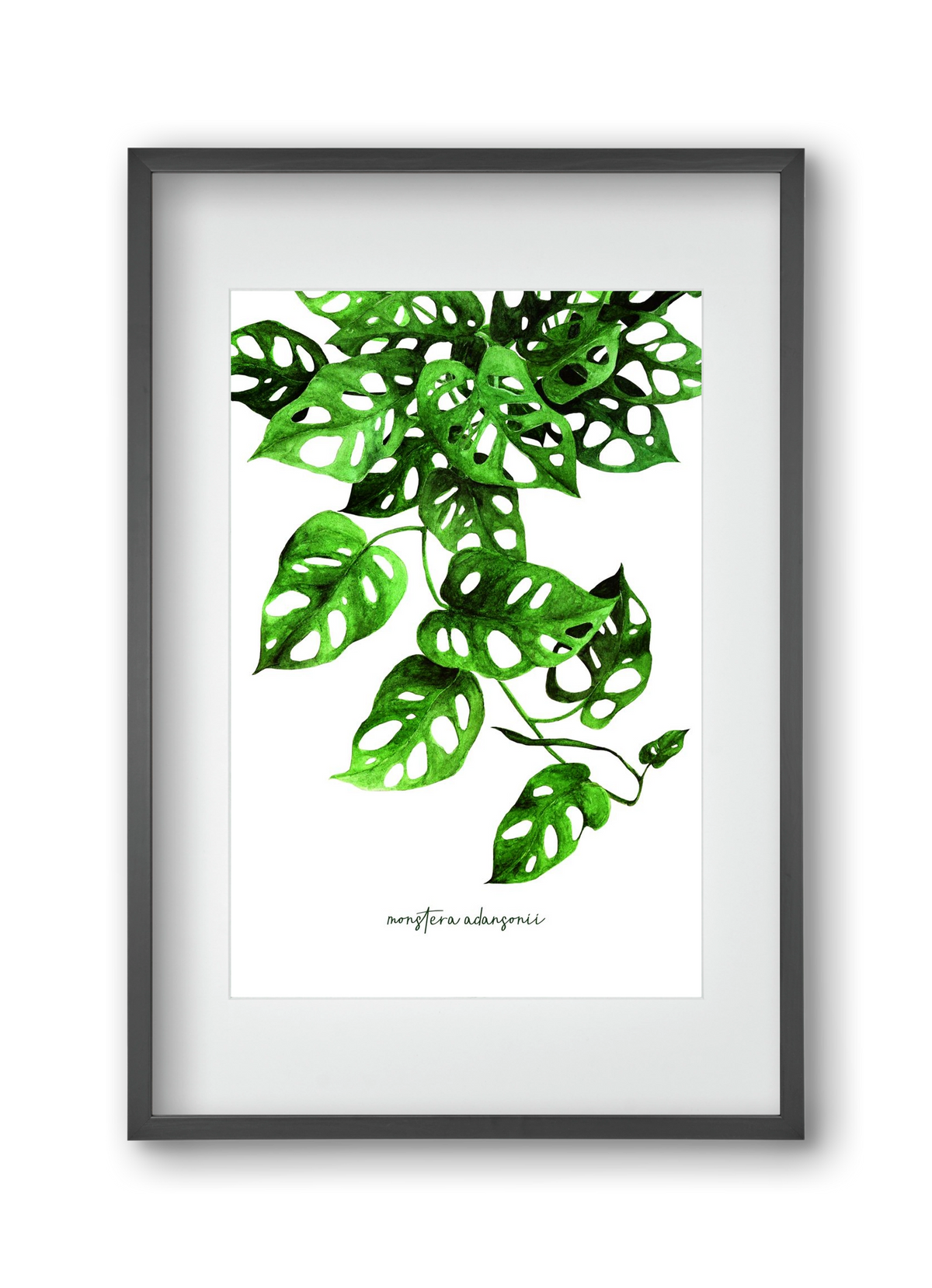 monstera adansonii, 30x45 cm (20x30 cm), Fekete keret, paszpartuval