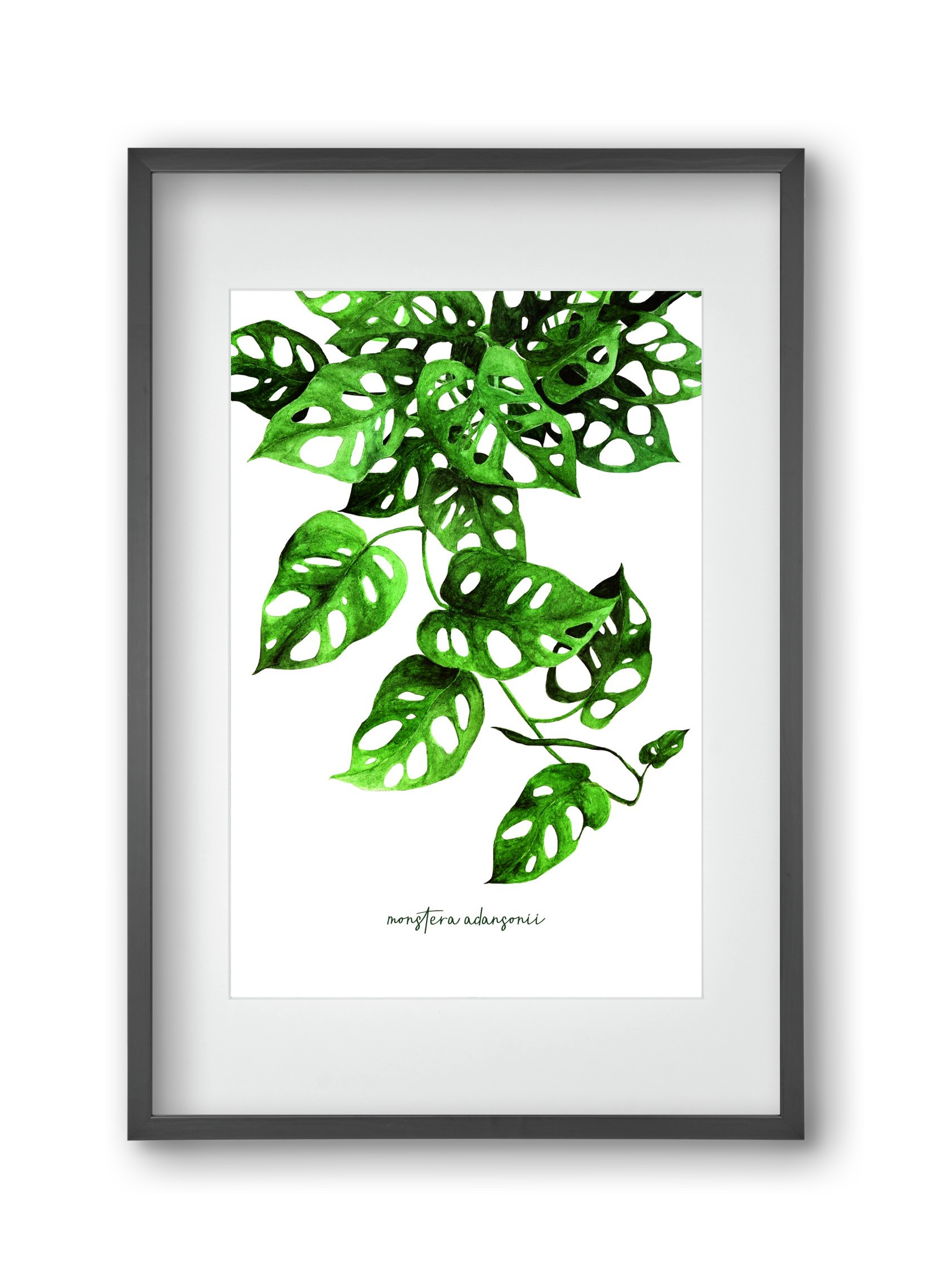 monstera adansonii, 30x45 cm (20x30 cm), Fekete keret, paszpartuval