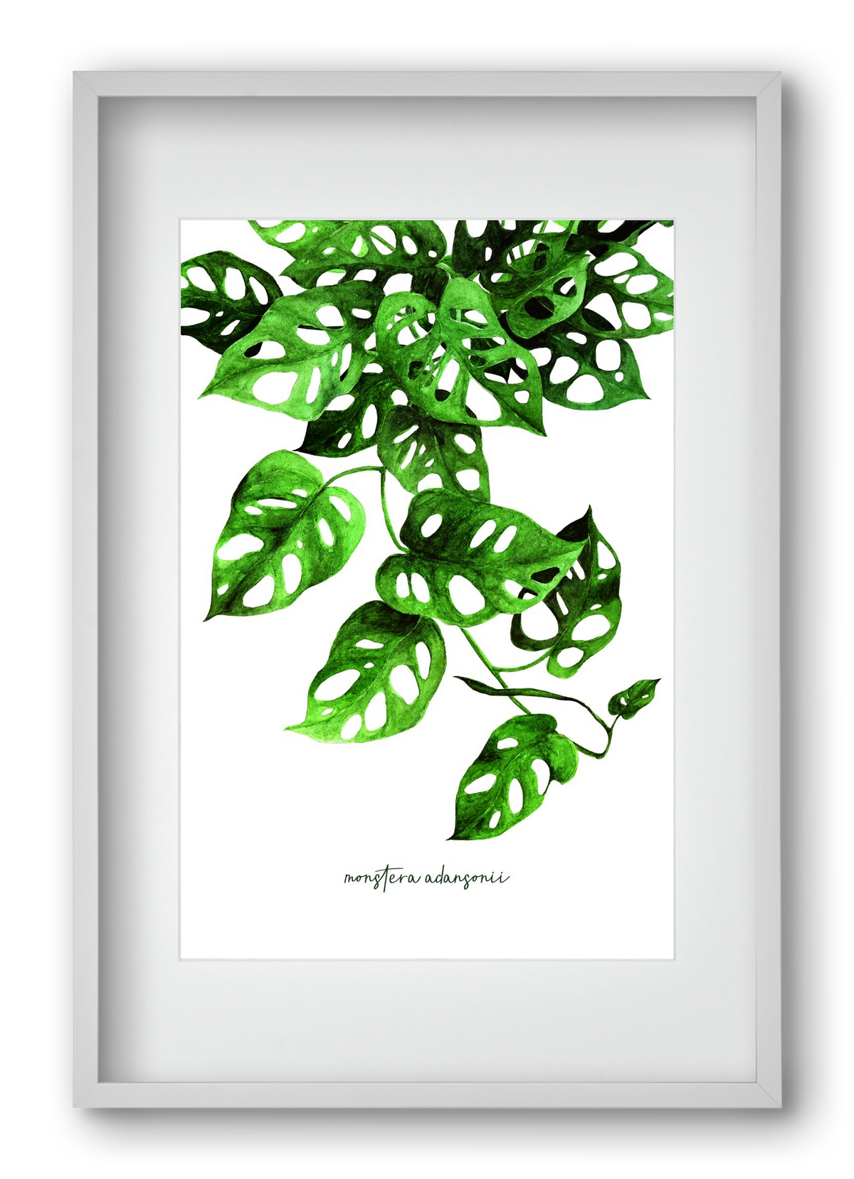 monstera adansonii, 40x60 cm (30x45 cm), Fehér keret, paszpartuval