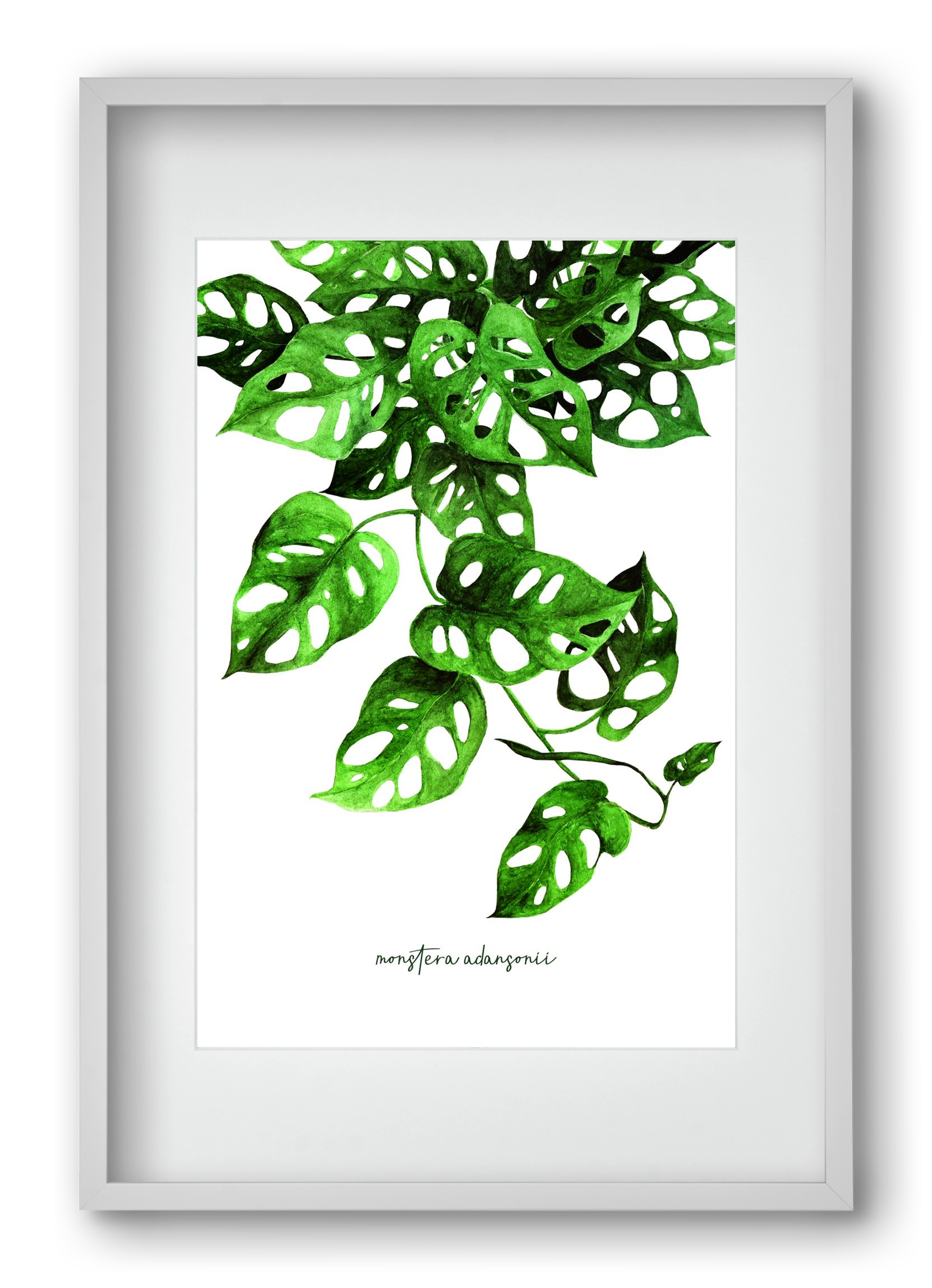 monstera adansonii, 40x60 cm (30x45 cm), Fehér keret, paszpartuval