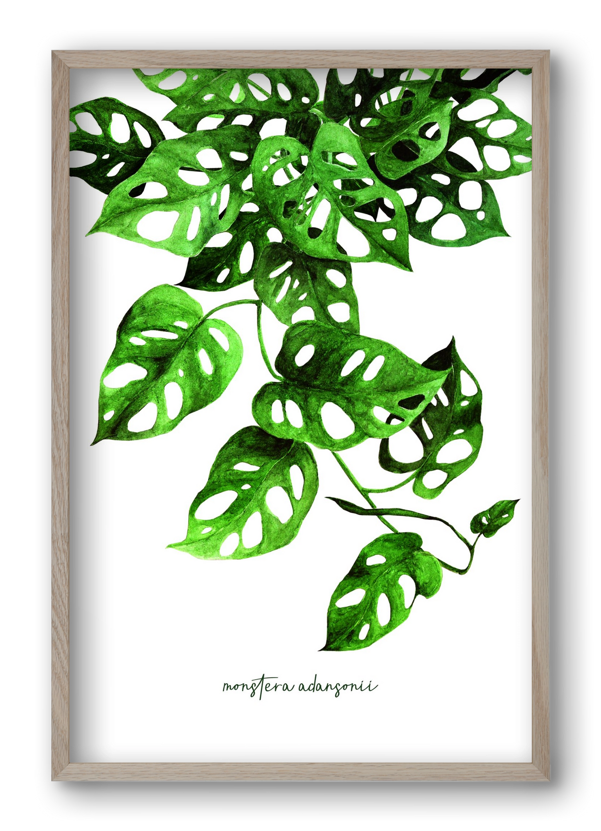 monstera adansonii, 40x60 cm (40x60 cm), Tölgy keret