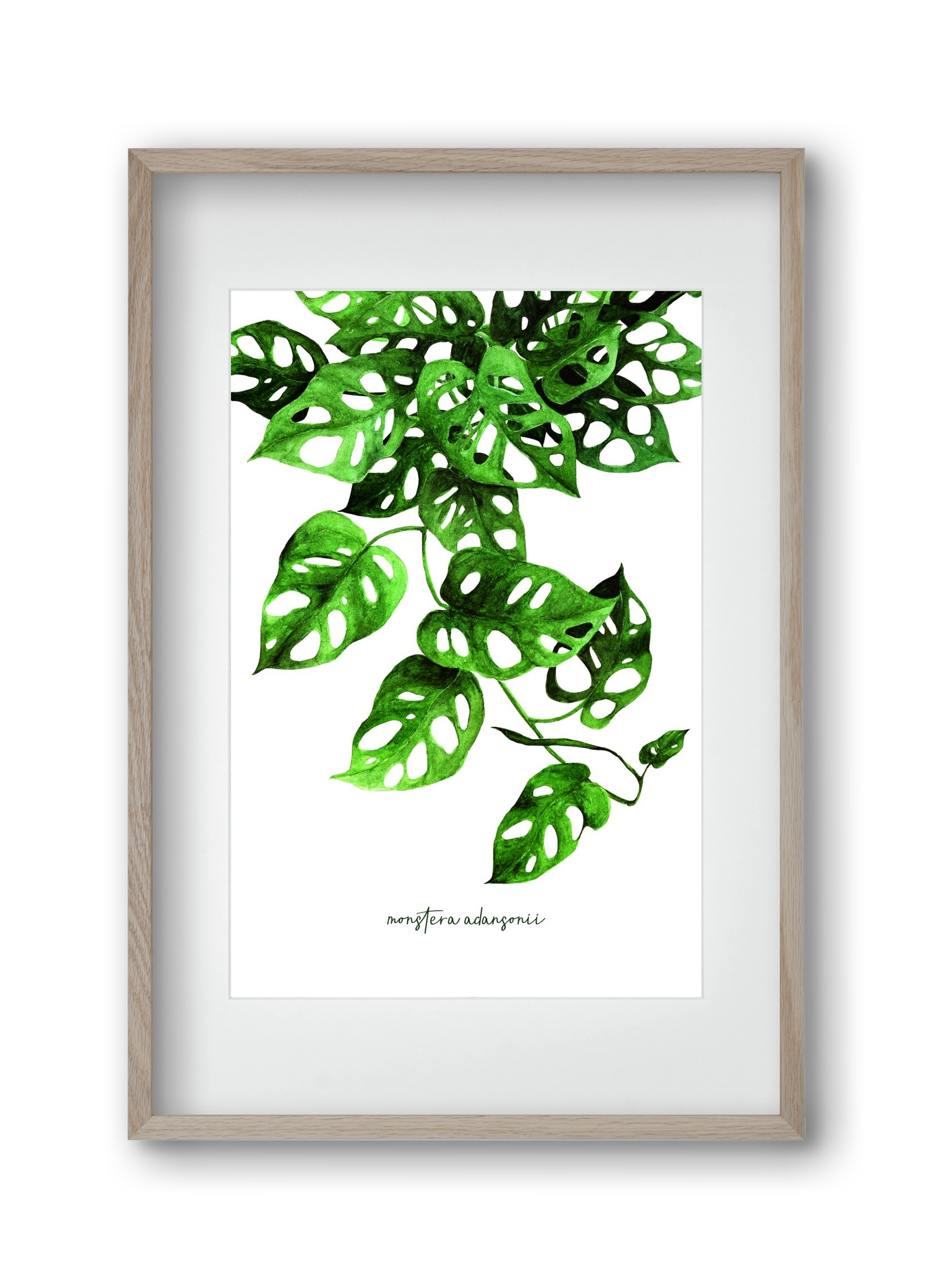 monstera adansonii, 30x45 cm (20x30 cm), Tölgy keret, paszpartuval
