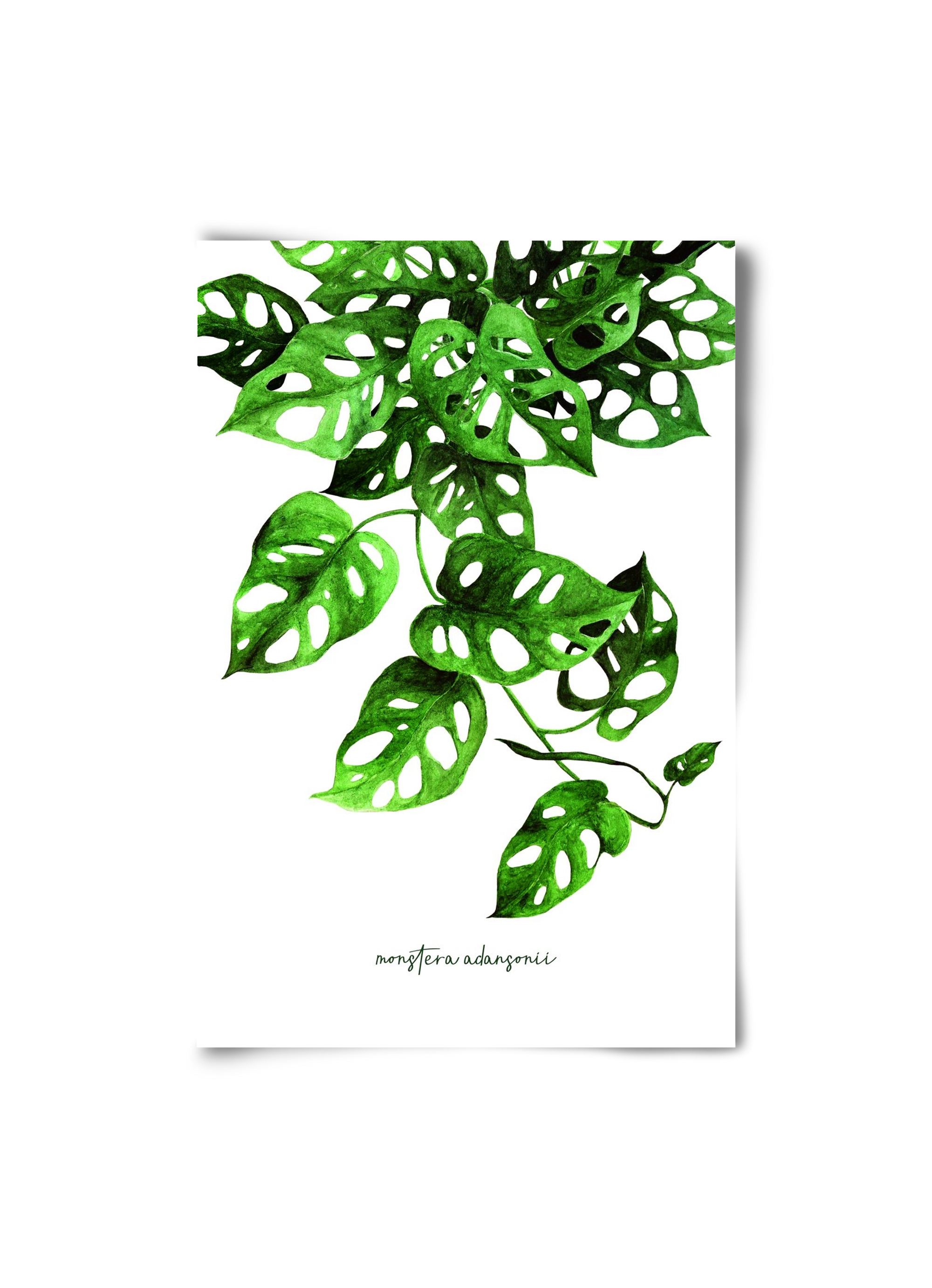 monstera adansonii, 20x30 cm, Keret nélkül