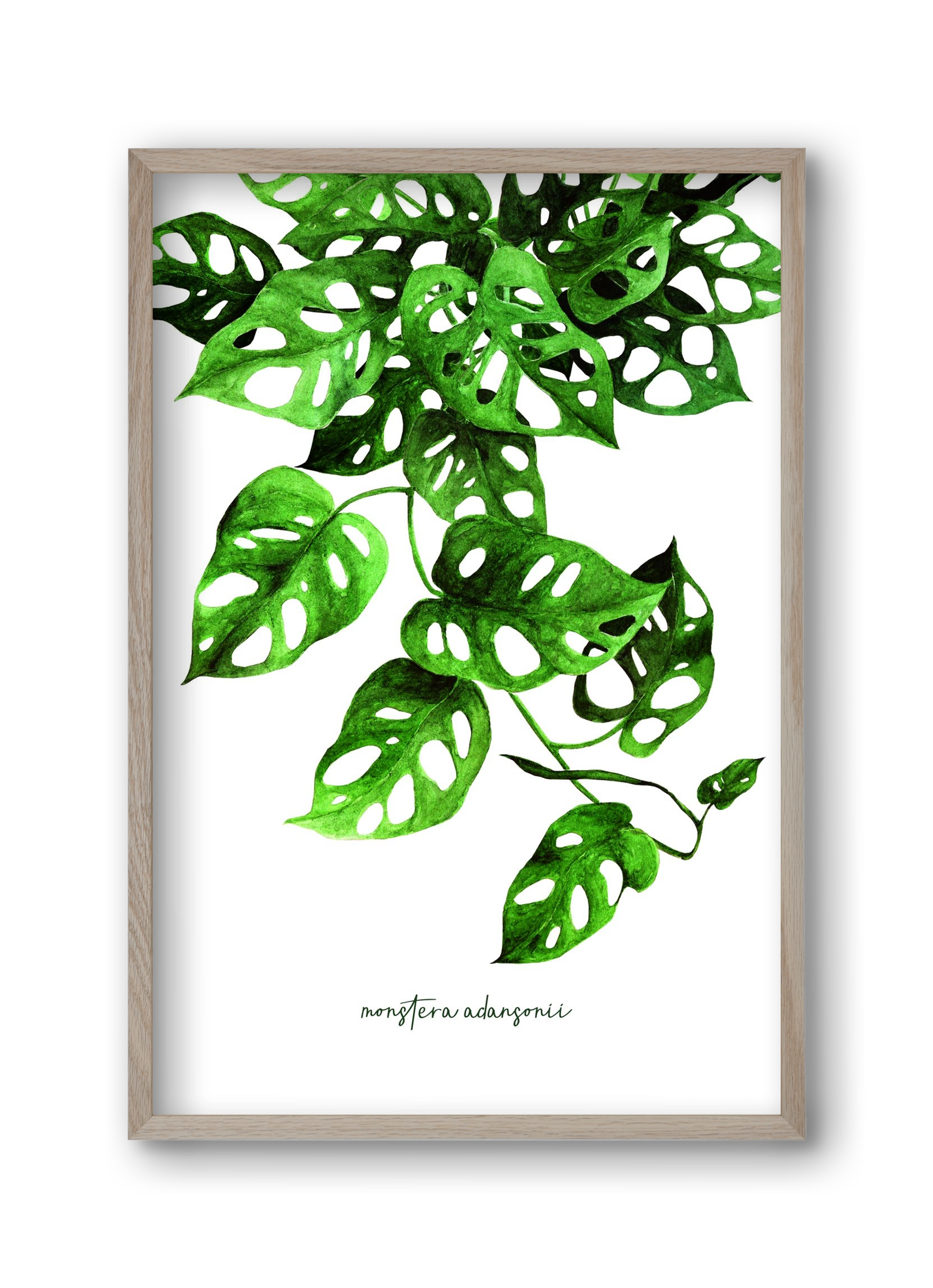 monstera adansonii, 30x45 cm (30x45 cm), Tölgy keret