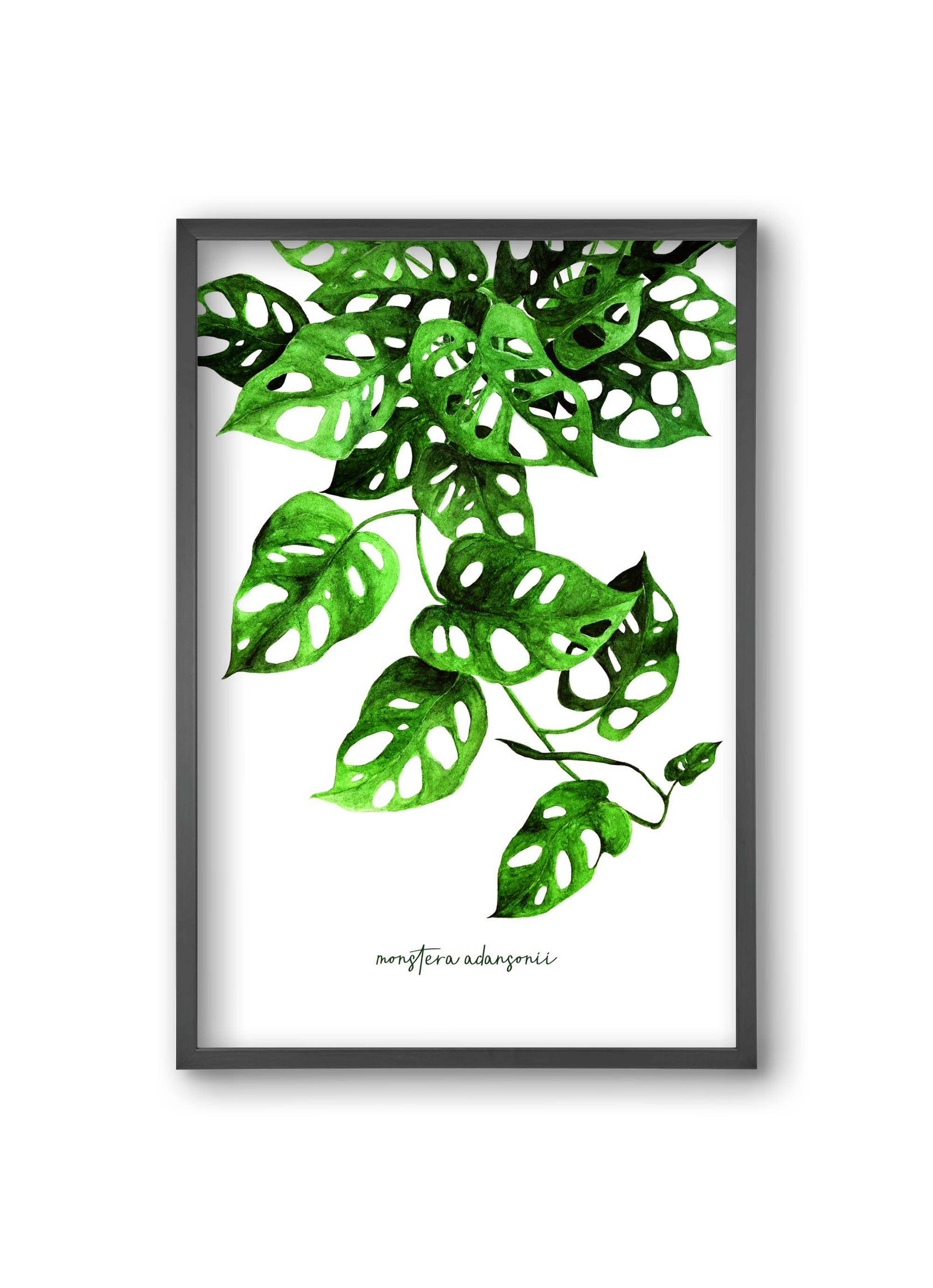monstera adansonii, 20x30 cm (20x30 cm), Fekete keret