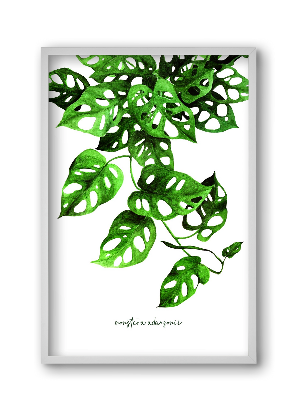 monstera adansonii, 30x45 cm (30x45 cm), Fehér keret