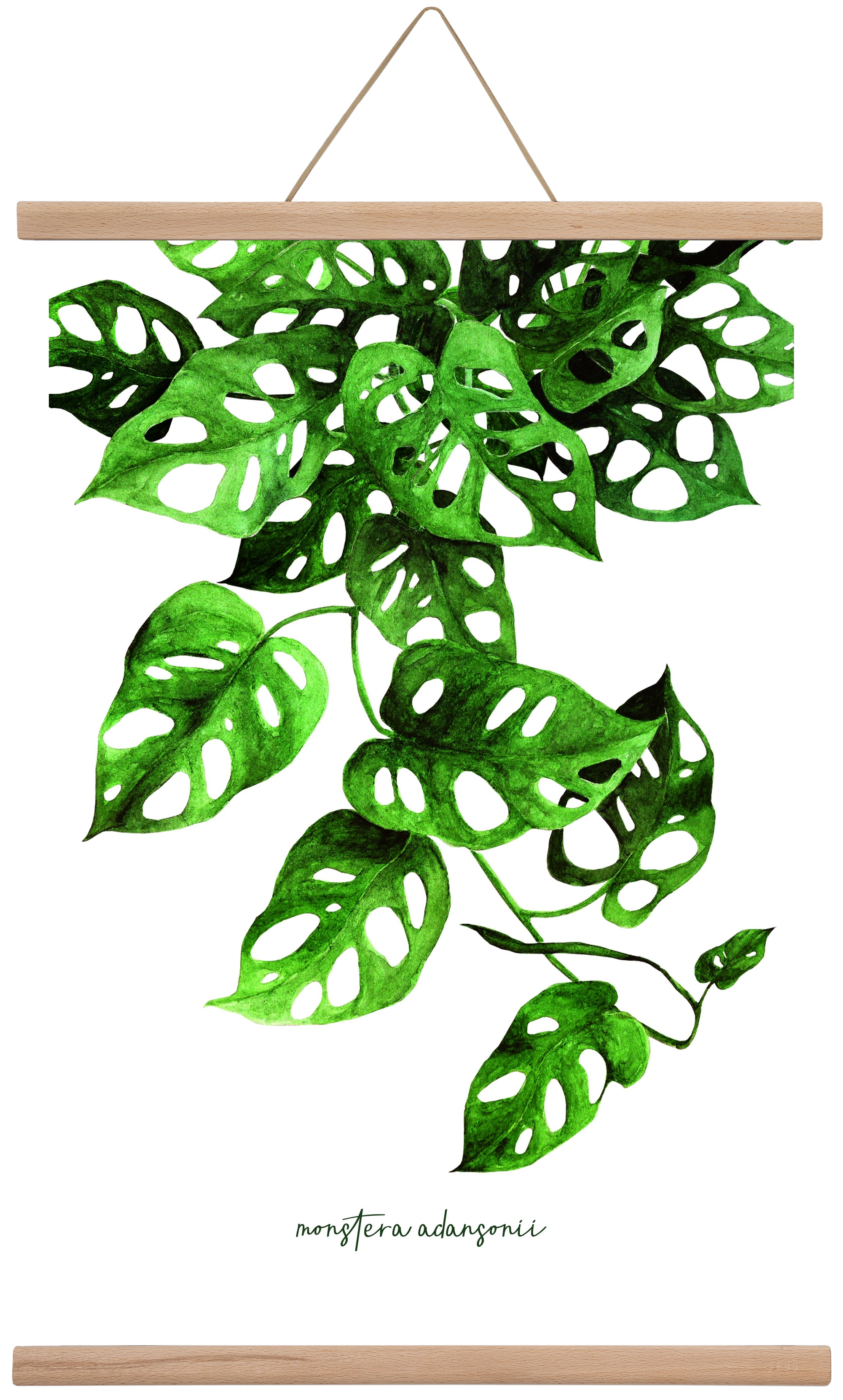monstera adansonii, 40x60 cm (40x60 cm), Tölgy akasztó