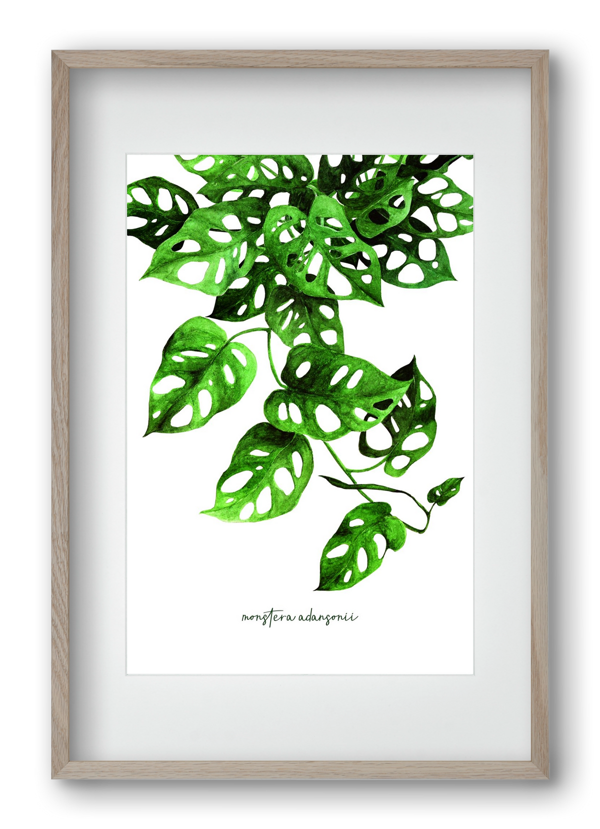 monstera adansonii, 40x60 cm (30x45 cm), Tölgy keret, paszpartuval