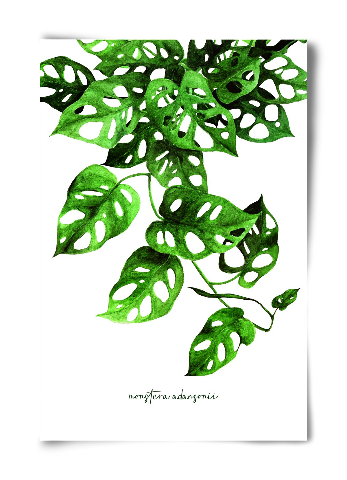 monstera adansonii, 40x60 cm, Keret nélkül