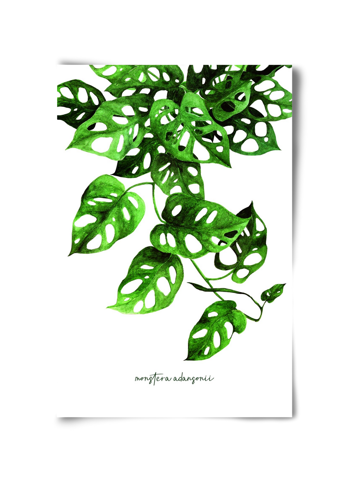 monstera adansonii, 30x45 cm, Keret nélkül