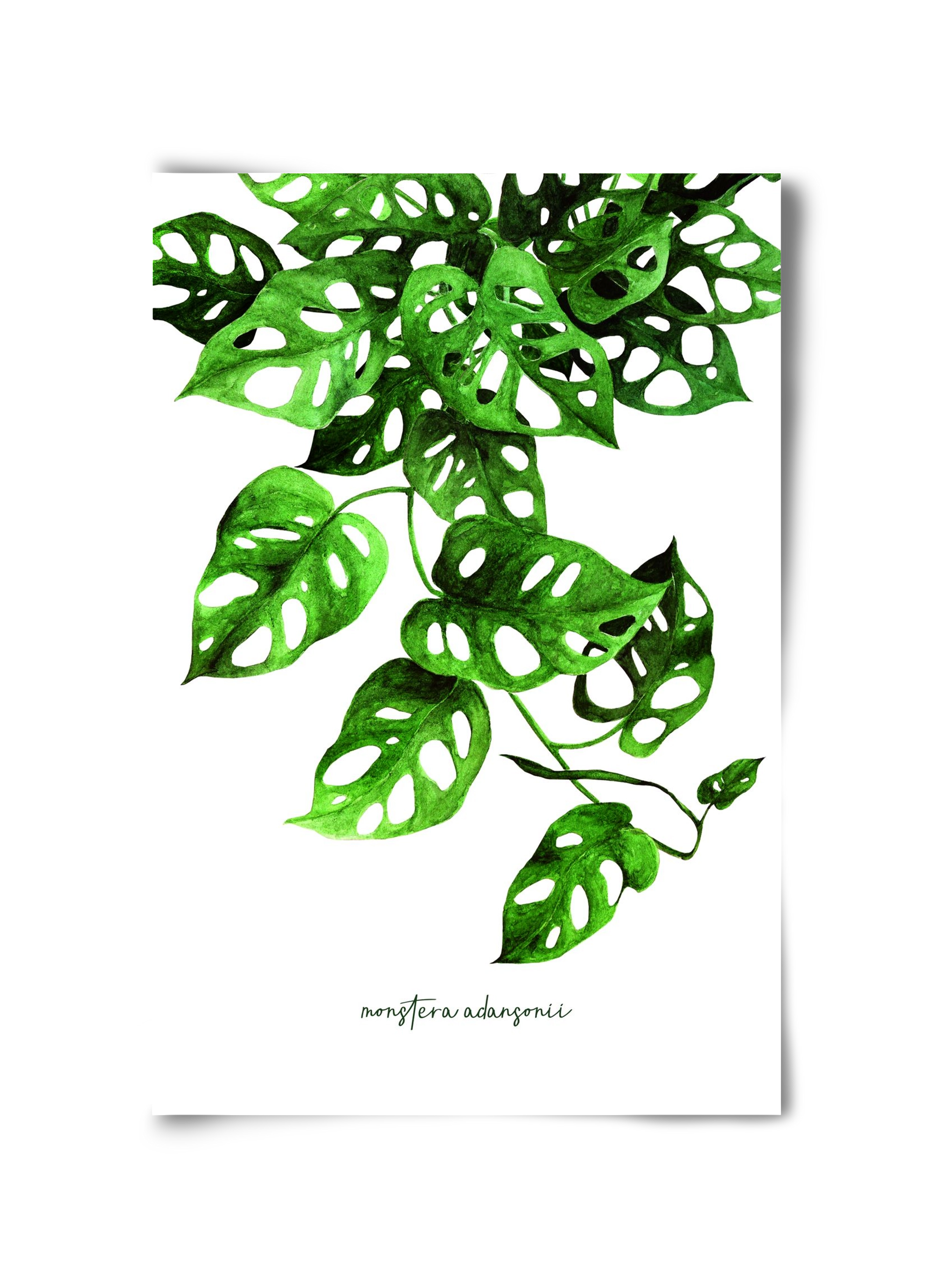 monstera adansonii, 30x45 cm, Keret nélkül