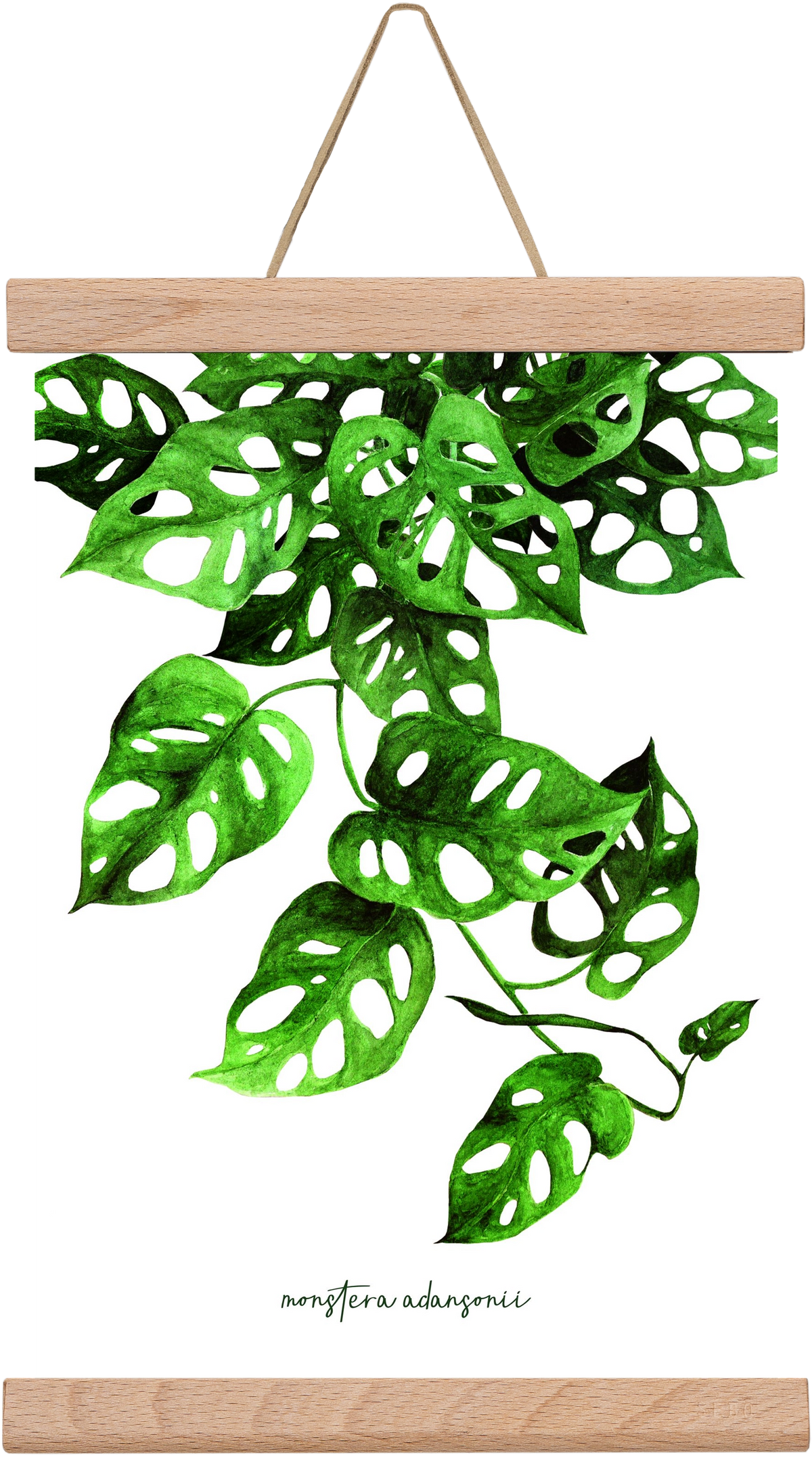 monstera adansonii, 20x30 cm (20x30 cm), Tölgy akasztó