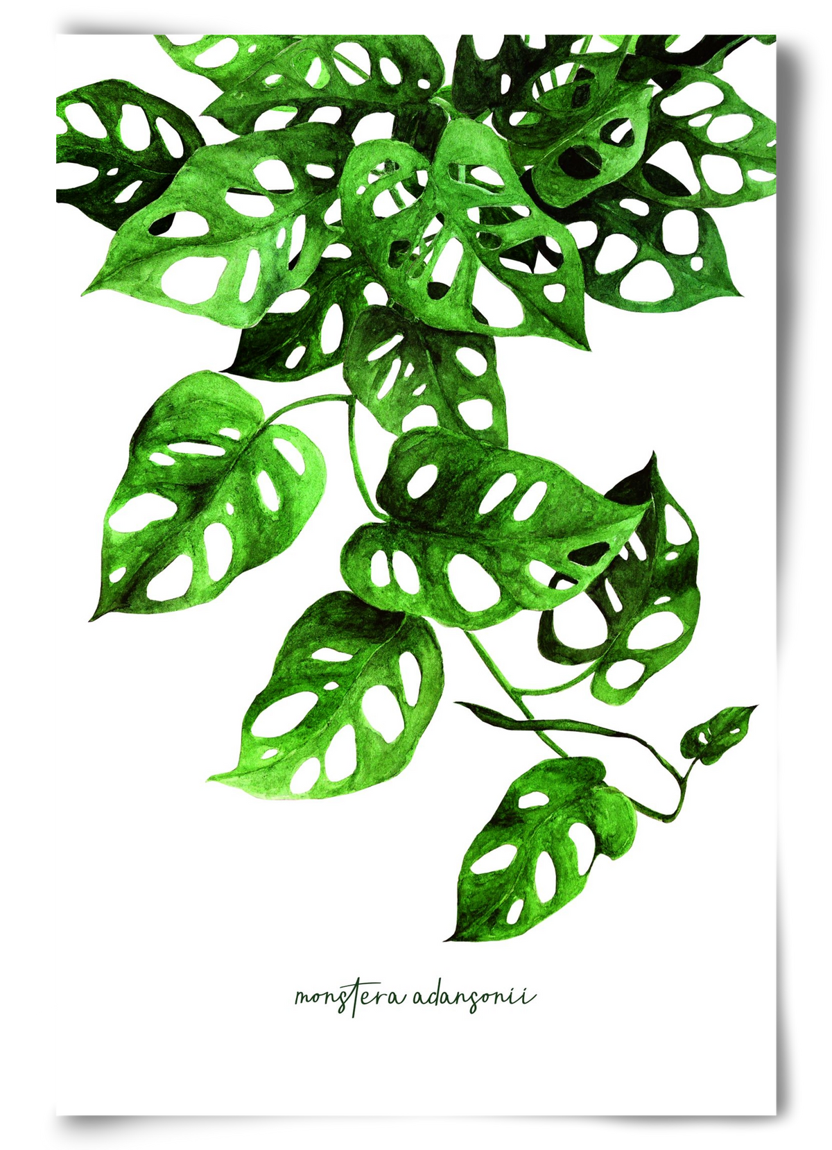 monstera adansonii, 60x90 cm, Keret nélkül