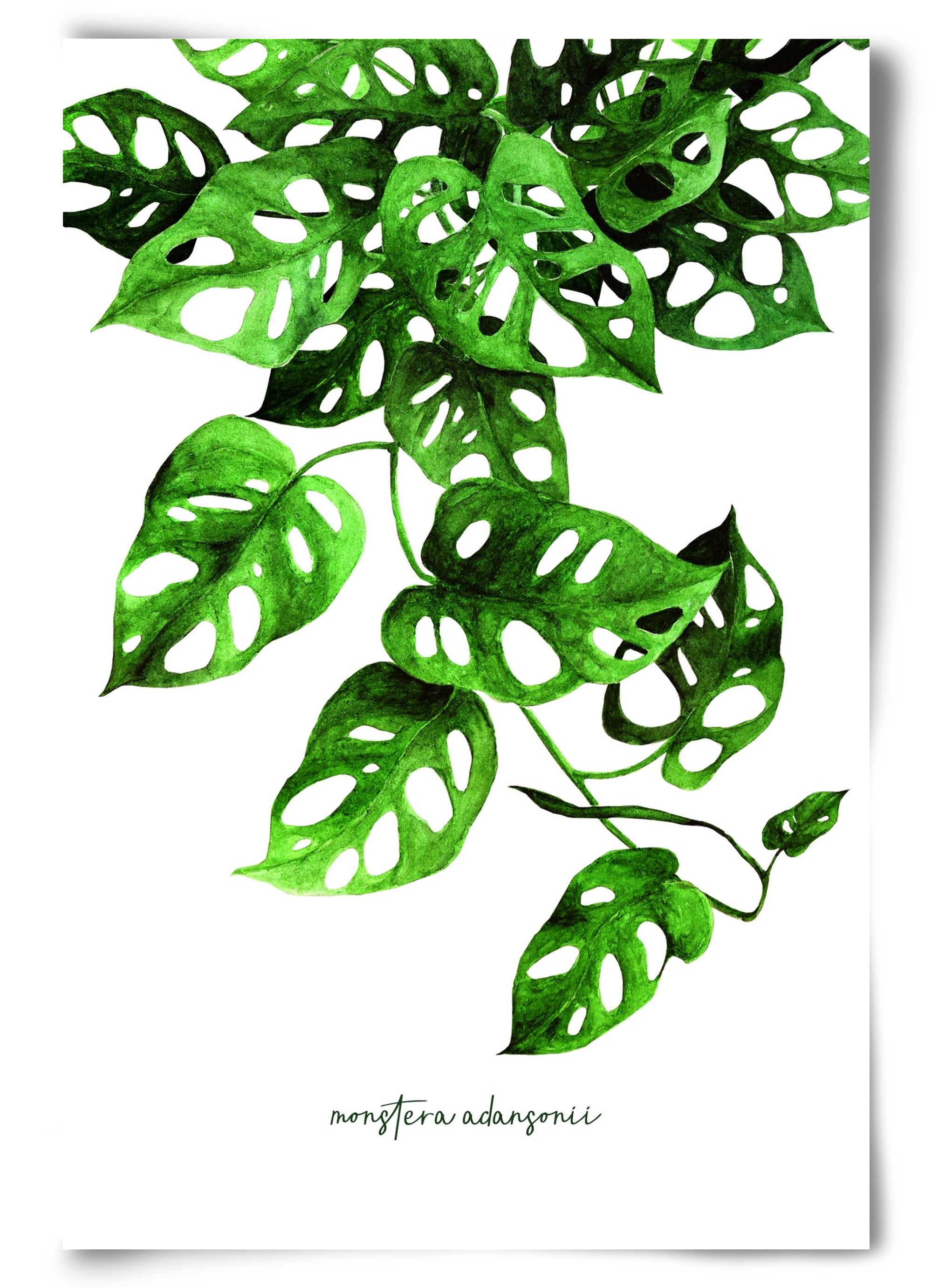 monstera adansonii, 60x90 cm, Keret nélkül