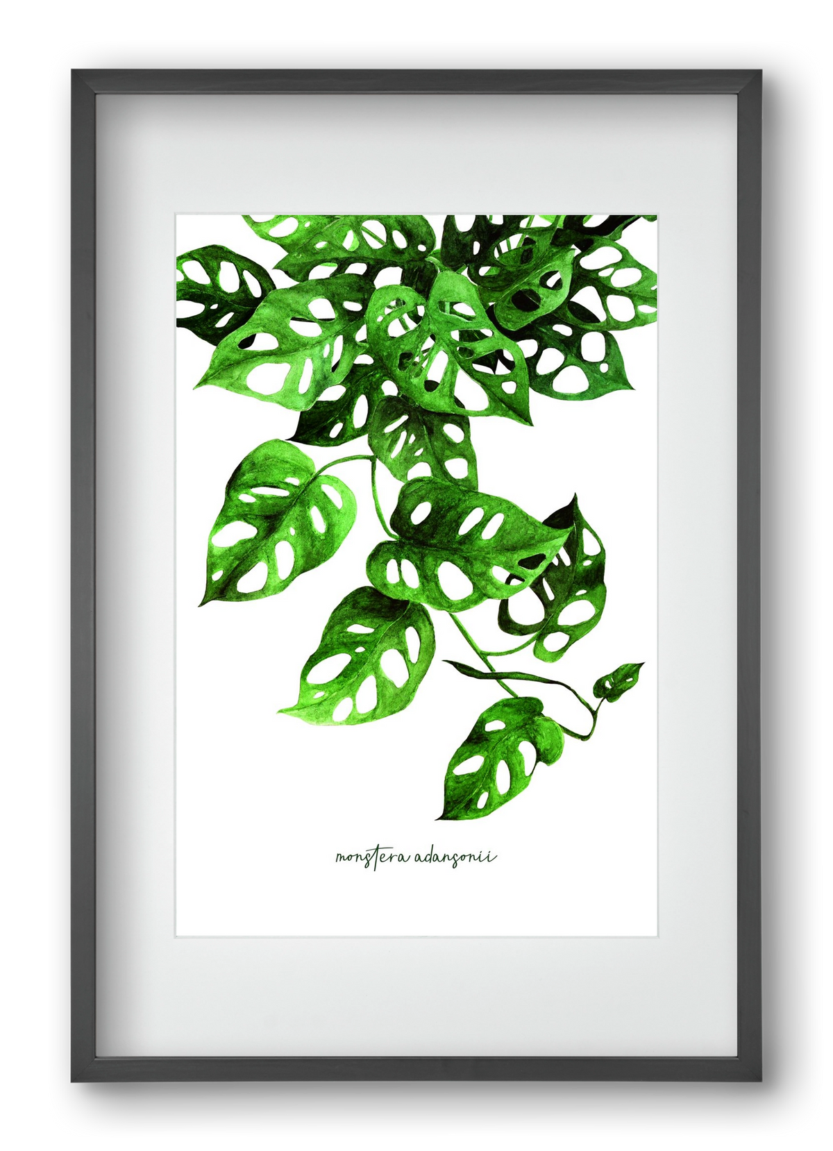 monstera adansonii, 40x60 cm (30x45 cm), Fekete keret, paszpartuval