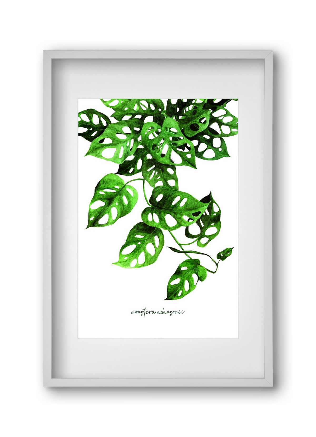 monstera adansonii, 30x45 cm (20x30 cm), Fehér keret, paszpartuval