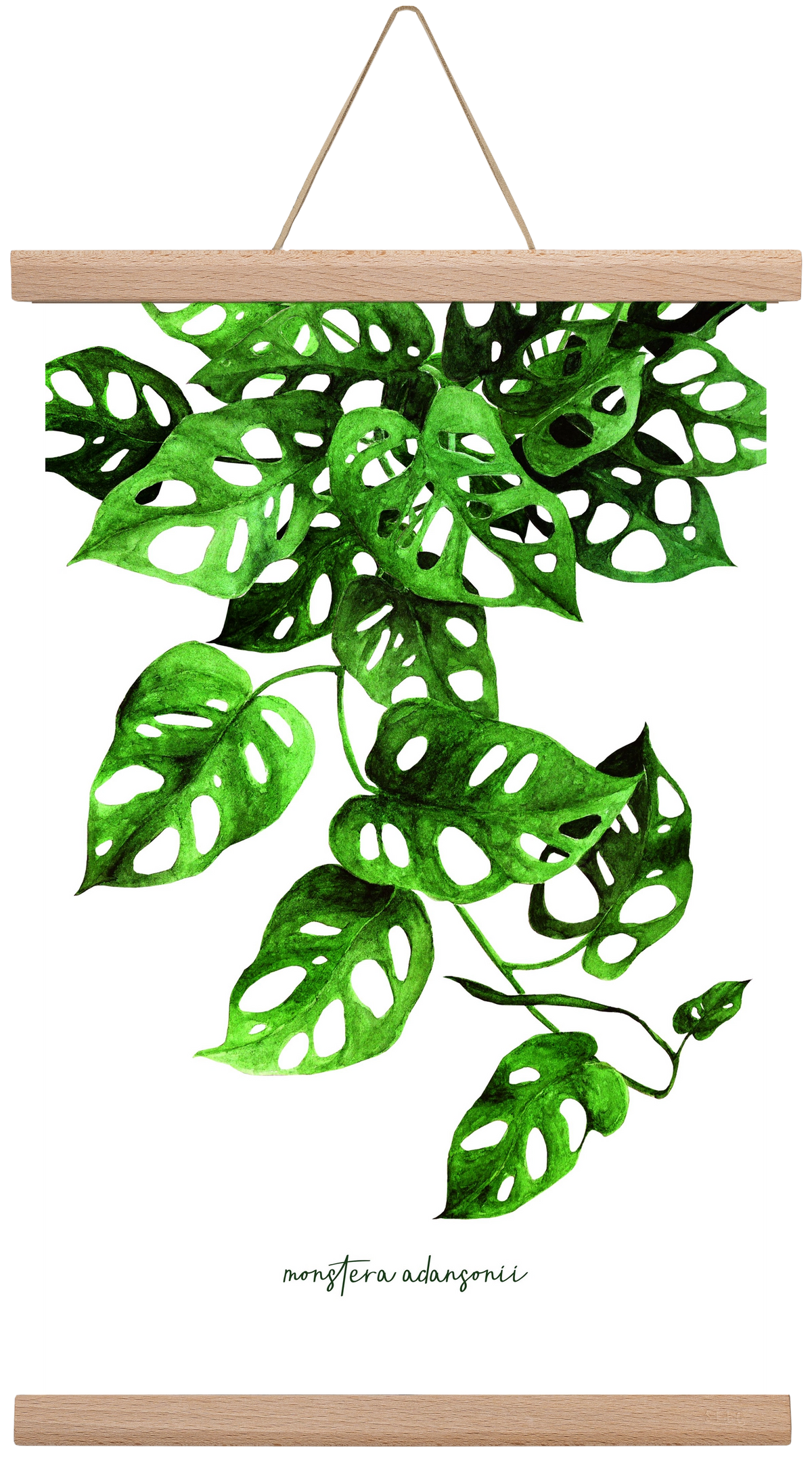 monstera adansonii, 30x45 cm (30x45 cm), Tölgy akasztó