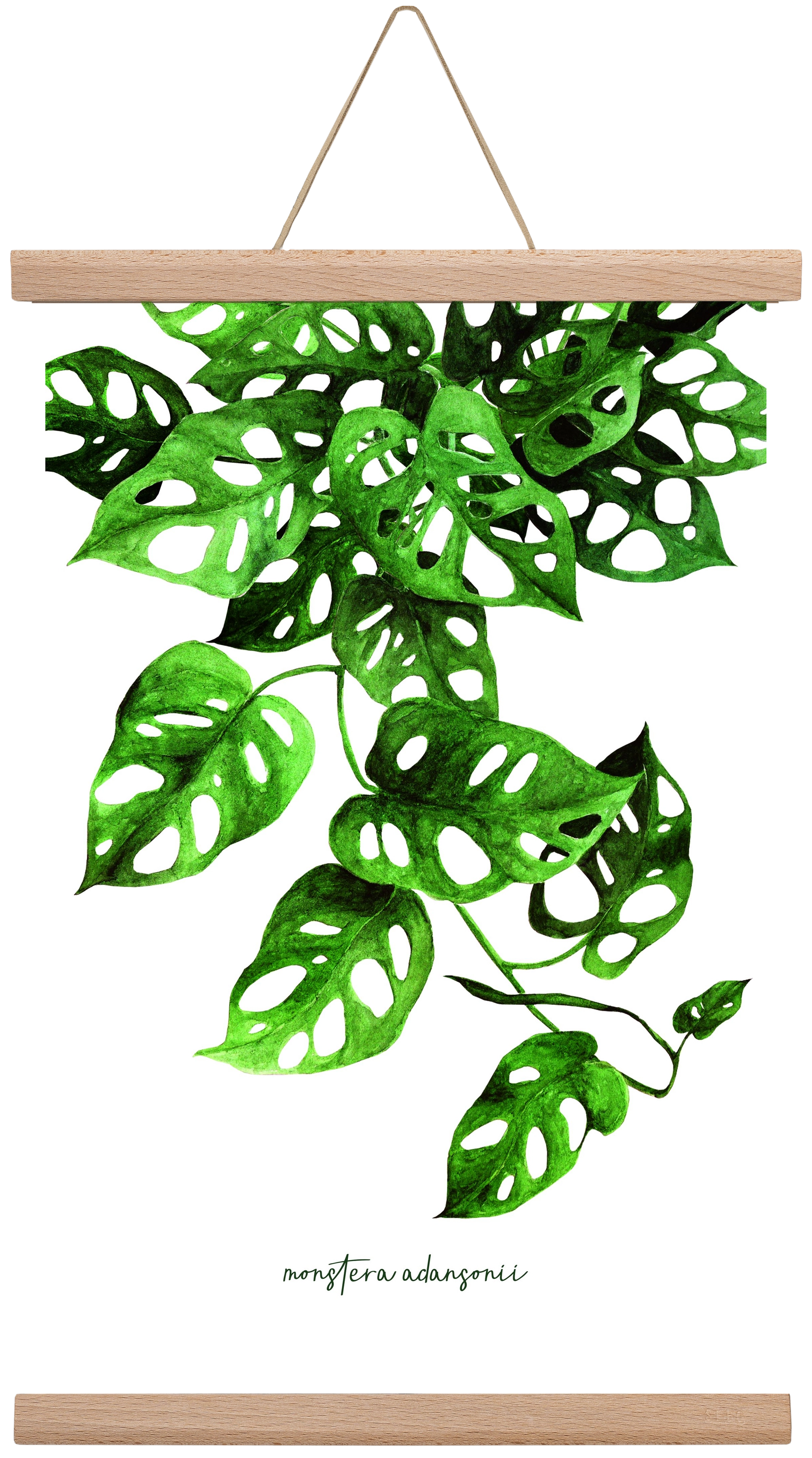 monstera adansonii, 30x45 cm (30x45 cm), Tölgy akasztó