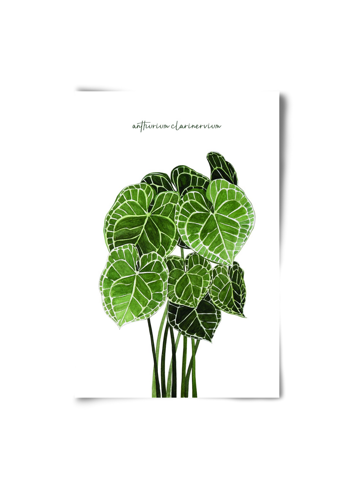 anthurium clarinervium, 20x30 cm, Keret nélkül