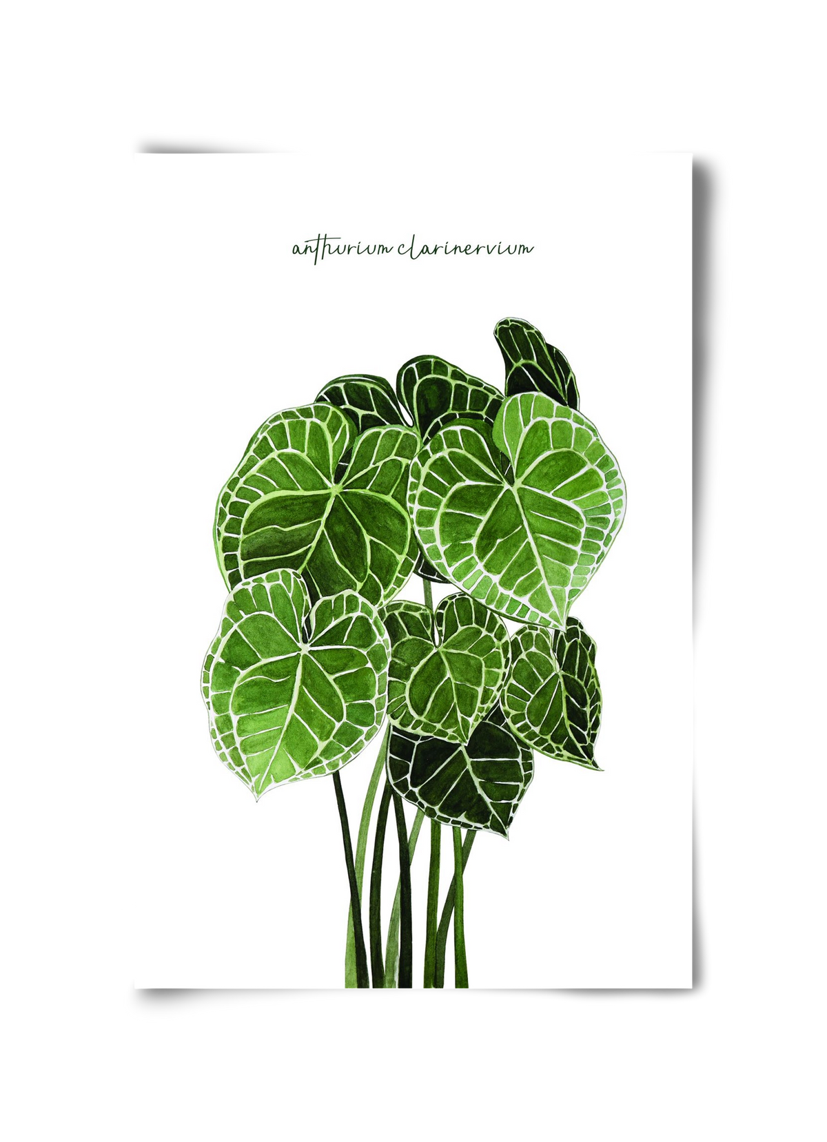 anthurium clarinervium, 30x45 cm, Keret nélkül