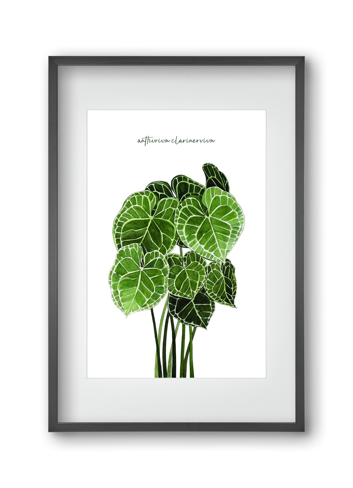 anthurium clarinervium, 30x45 cm (20x30 cm), Fekete keret, paszpartuval