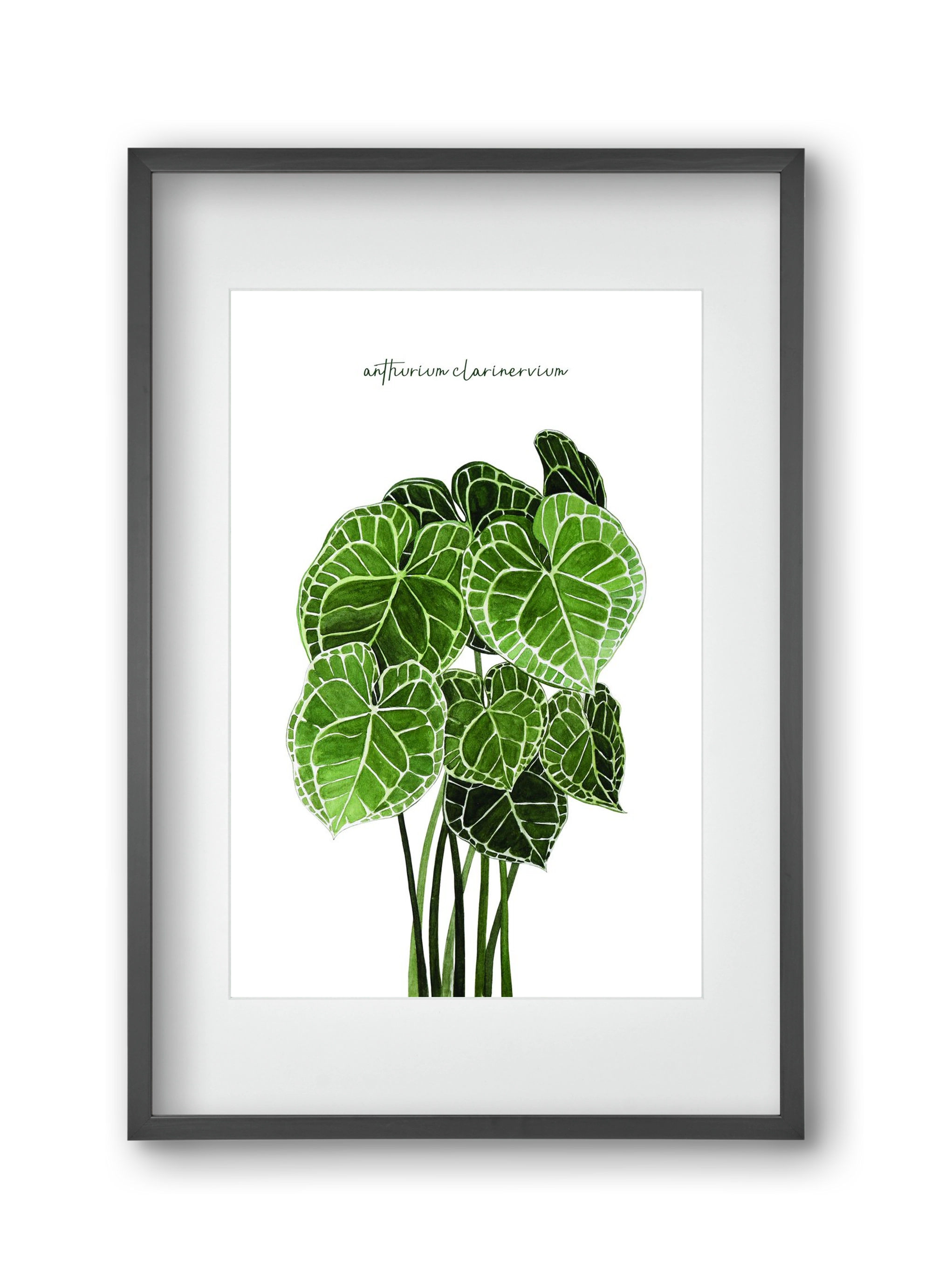 anthurium clarinervium, 30x45 cm (20x30 cm), Fekete keret, paszpartuval