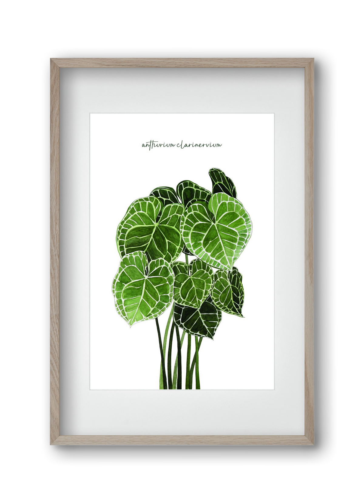 anthurium clarinervium, 30x45 cm (20x30 cm), Tölgy keret, paszpartuval